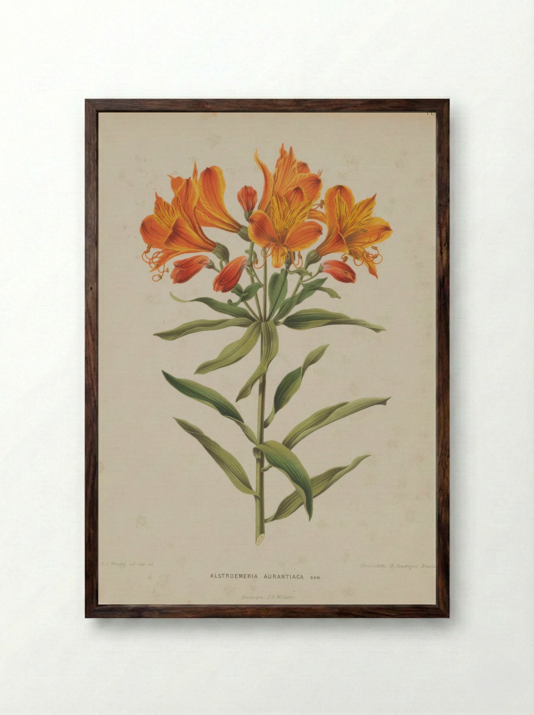 Alstroemeria Aurea Graham - A. J. Wendel - Framed Print Dark Wood