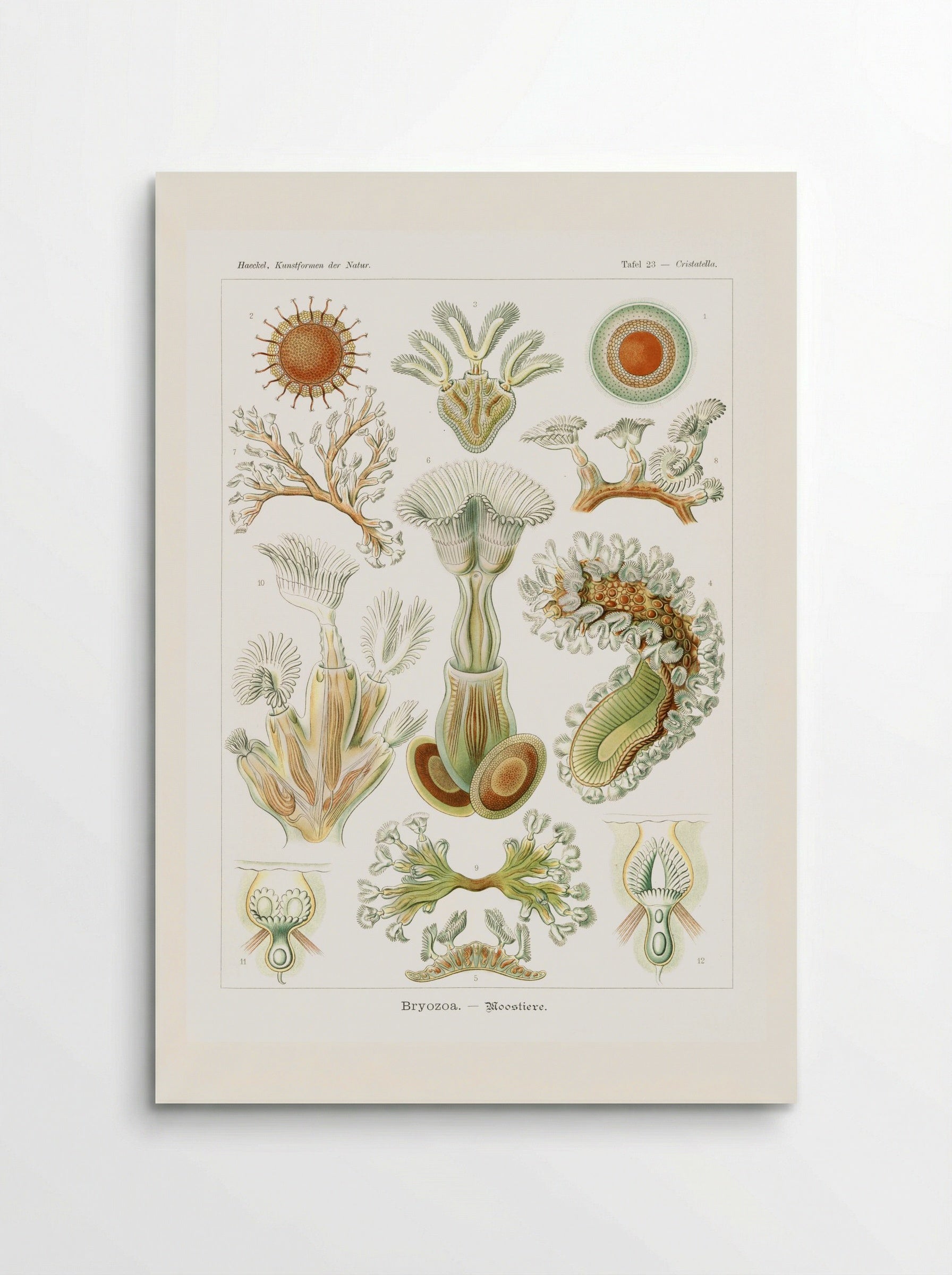 Bryozoa-Moostiere (1904) - Ernst Haeckel - Poster