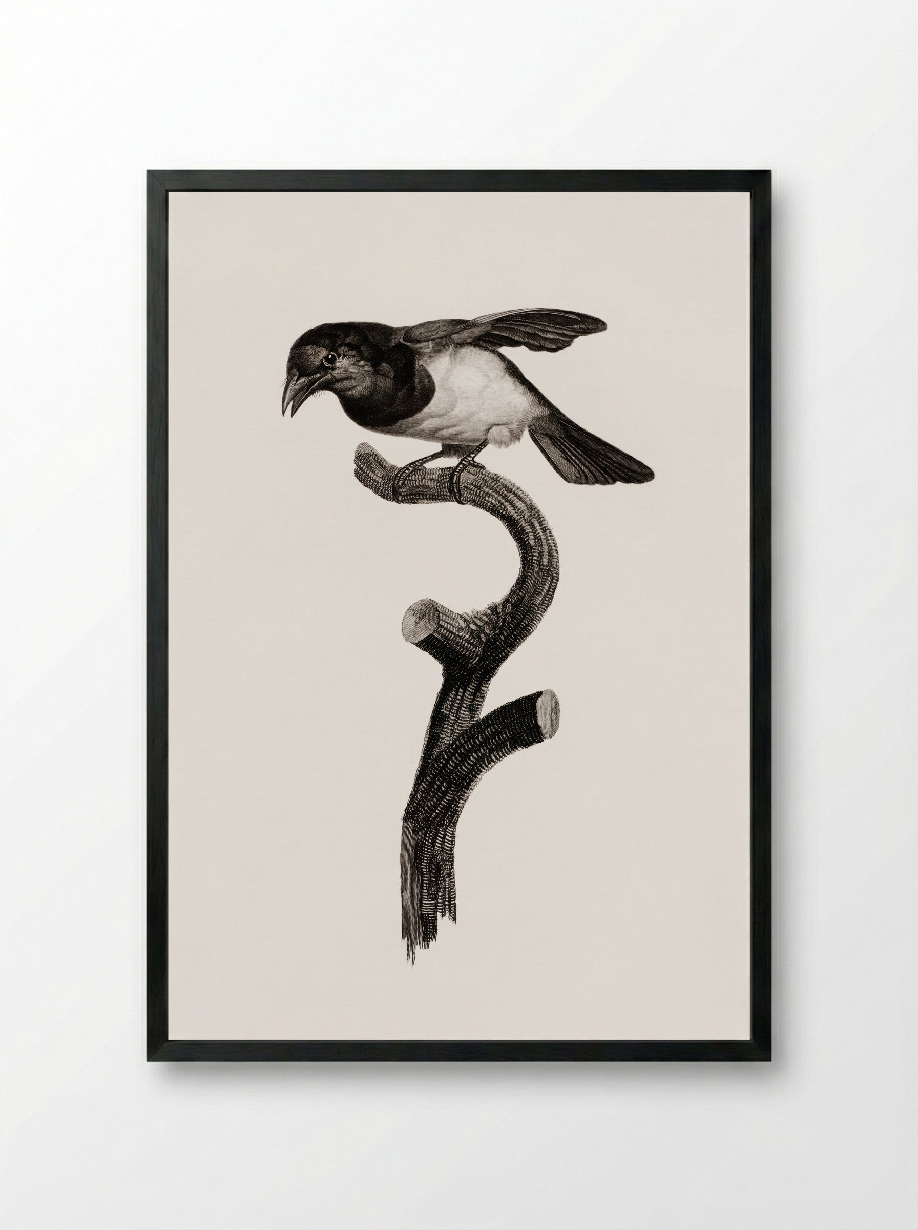 Black Barbet - Jacques Barraband - Framed Print Black