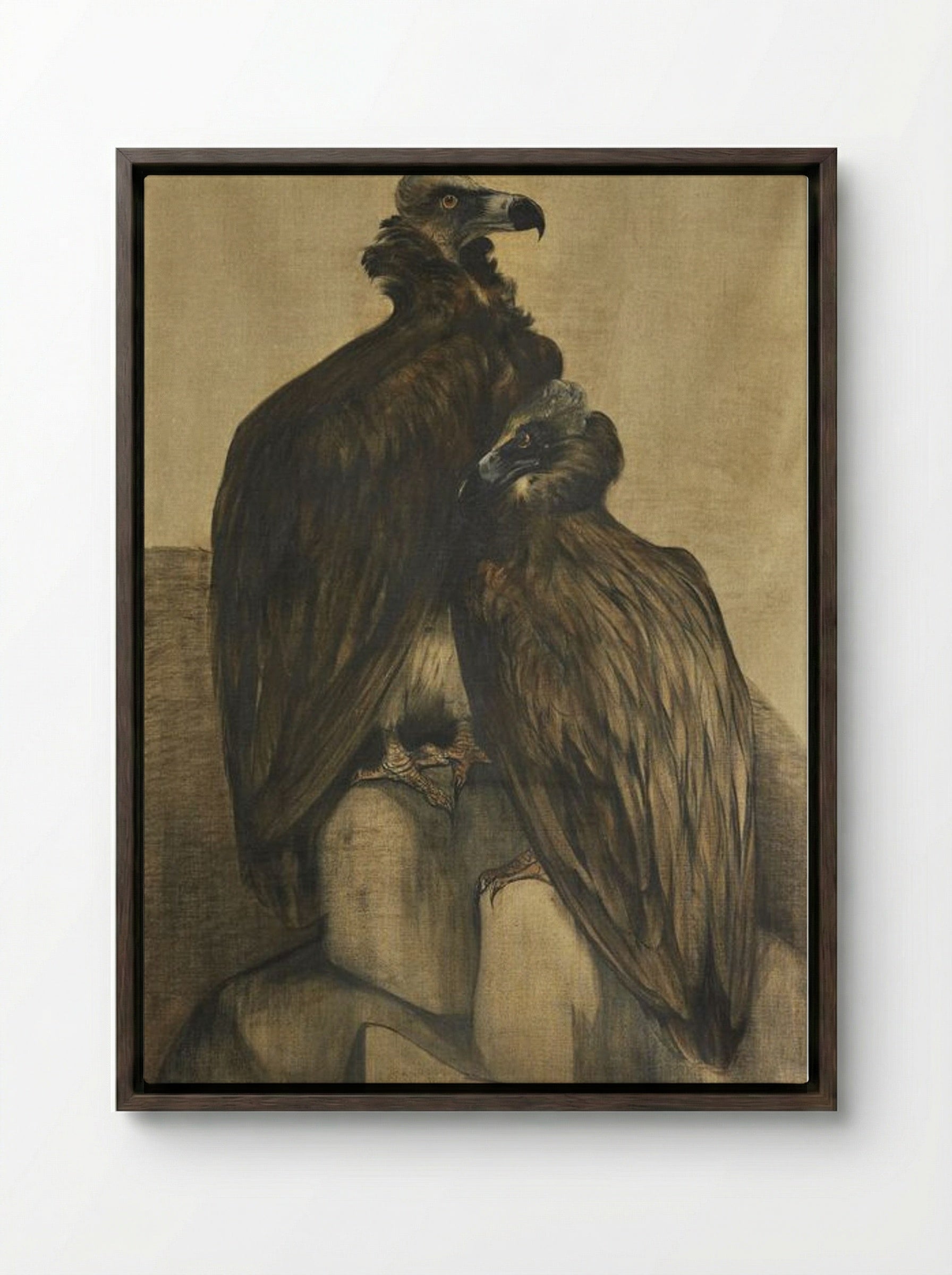 Two Arabian Vultures - Theo van Hoytema - Framed Canvas Dark Wood