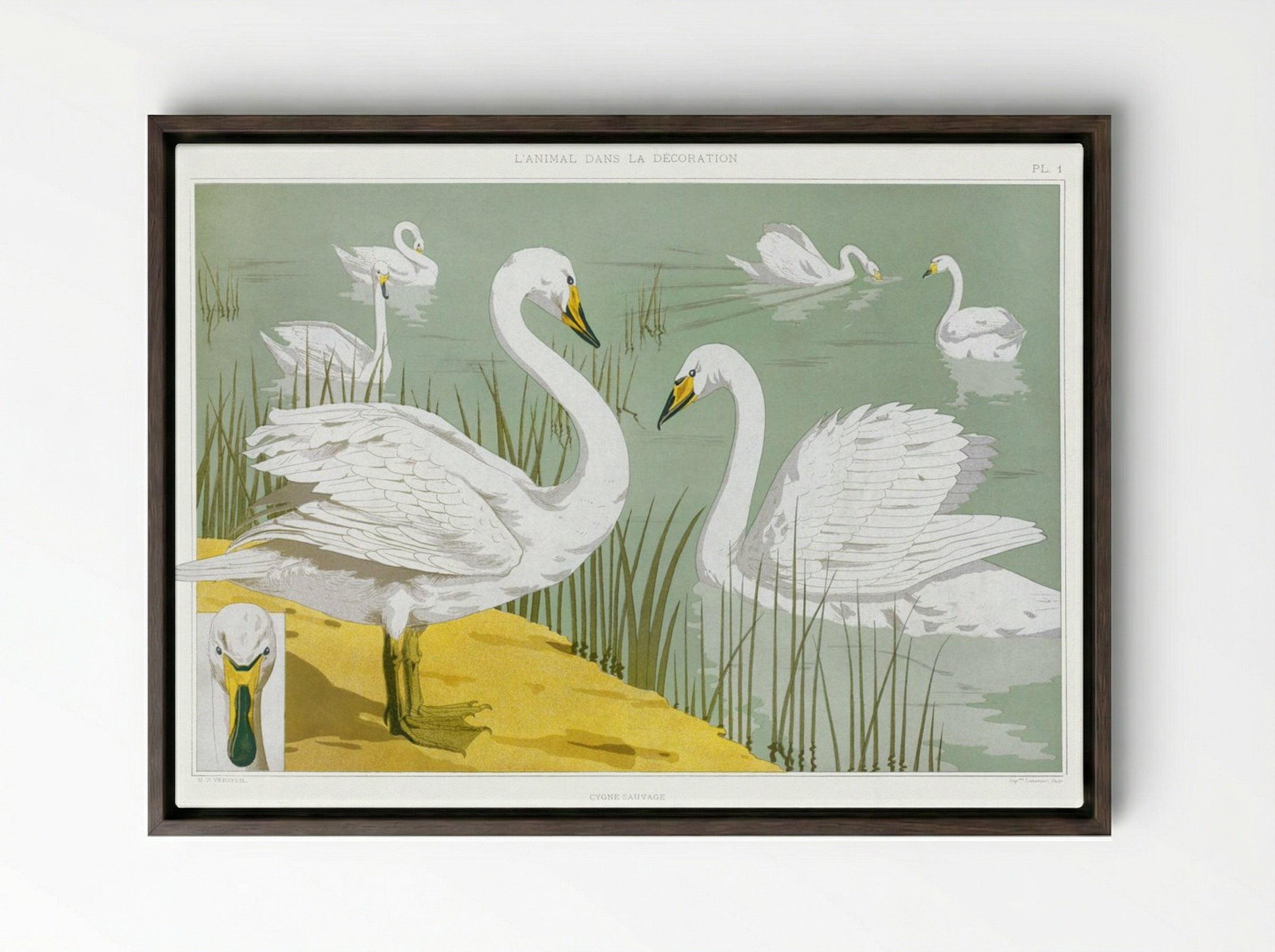 Cygne Sauvage (Wild Swan) from L'animal dans la décoration - Maurice Pillard Verneuil - Framed Canvas Dark Wood
