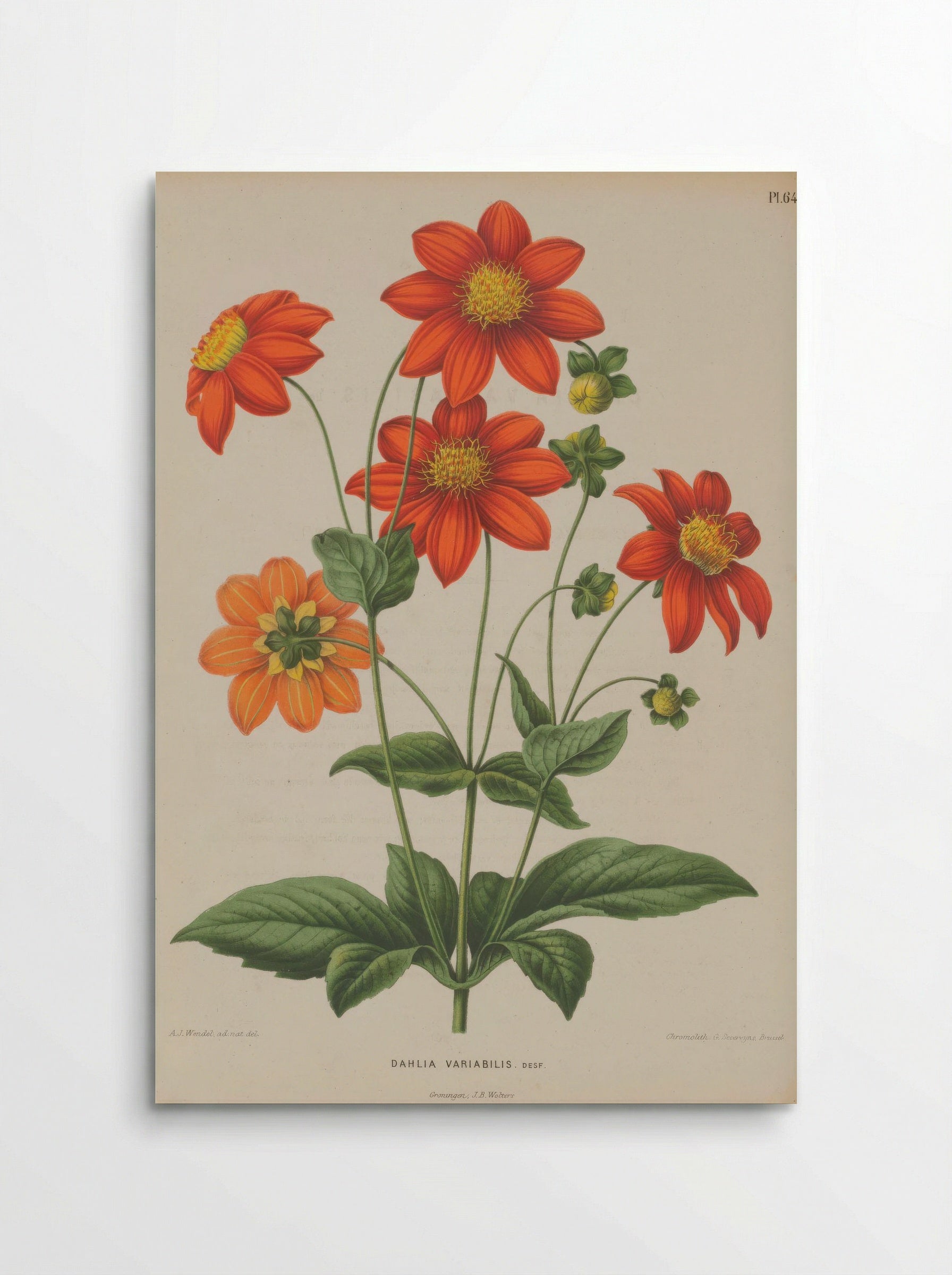 Dahlia Pinnata Cav. - A. J. Wendel - Poster