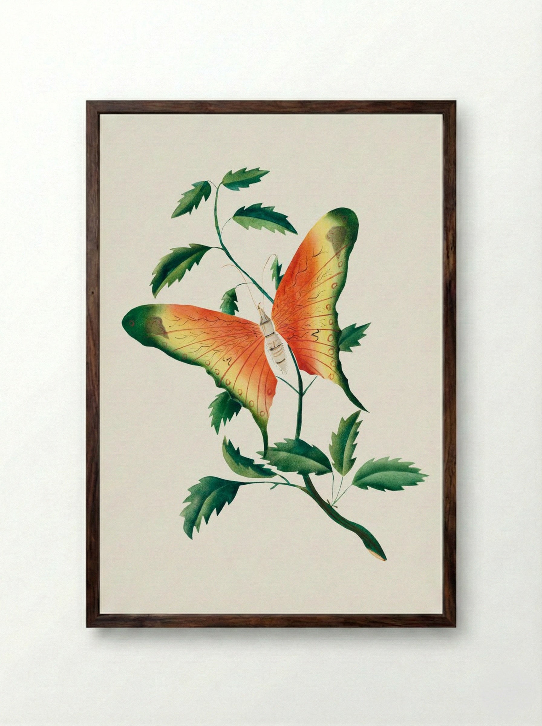 Rose Bush and Butterfly - Mary Altha Nims - Framed Print Dark Wood