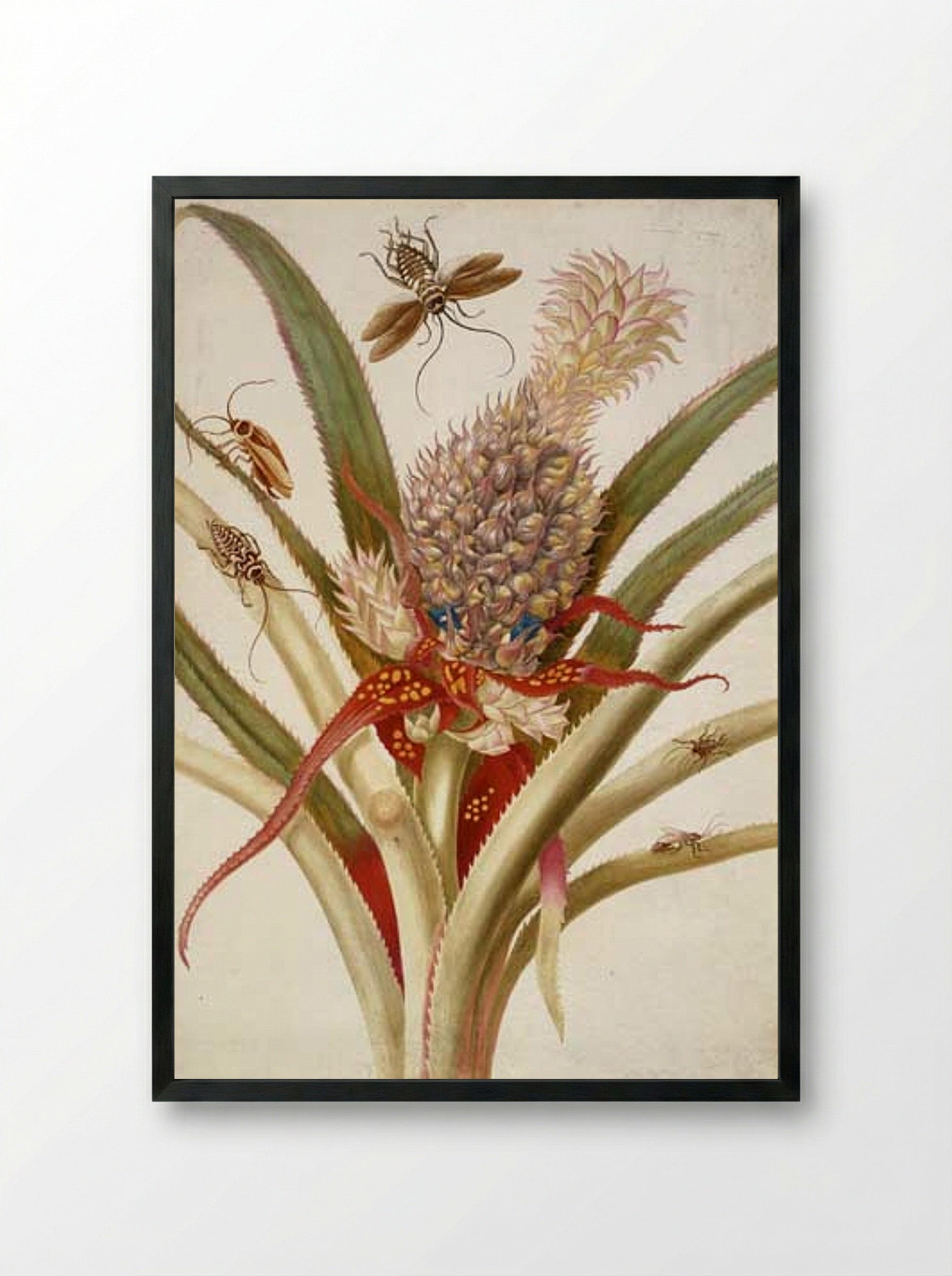 Pineapple and Cockroaches - Maria Sibylla Merian - Framed Print Black