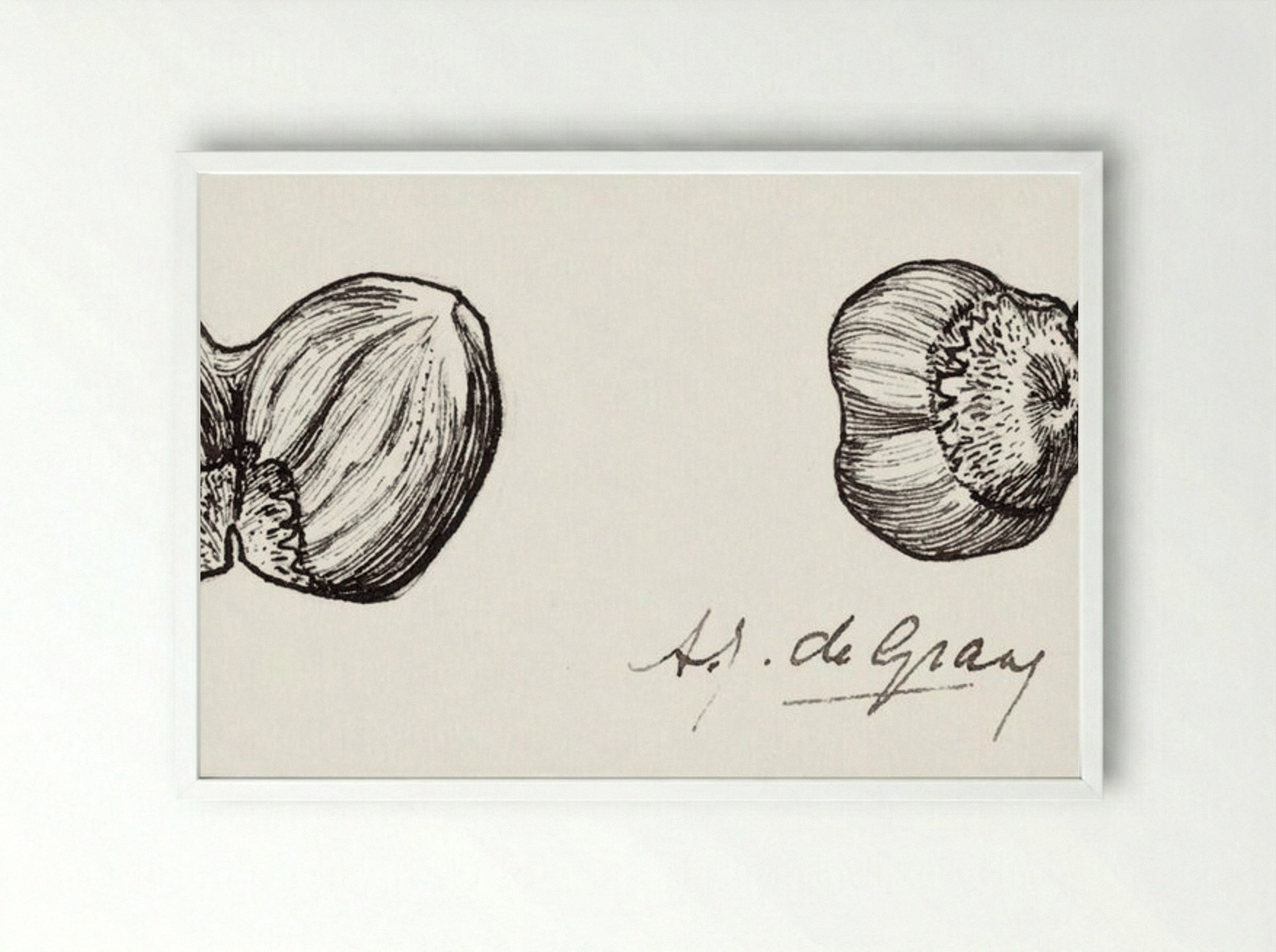 Study of Two Hazelnuts - Julie de Graag - Framed Print White