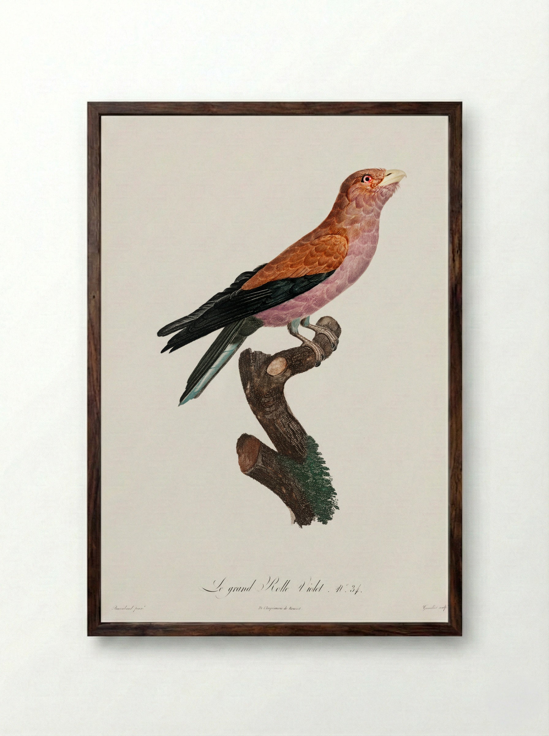 Great Violet Roller - Jacques Barraband - Framed Print Dark Wood