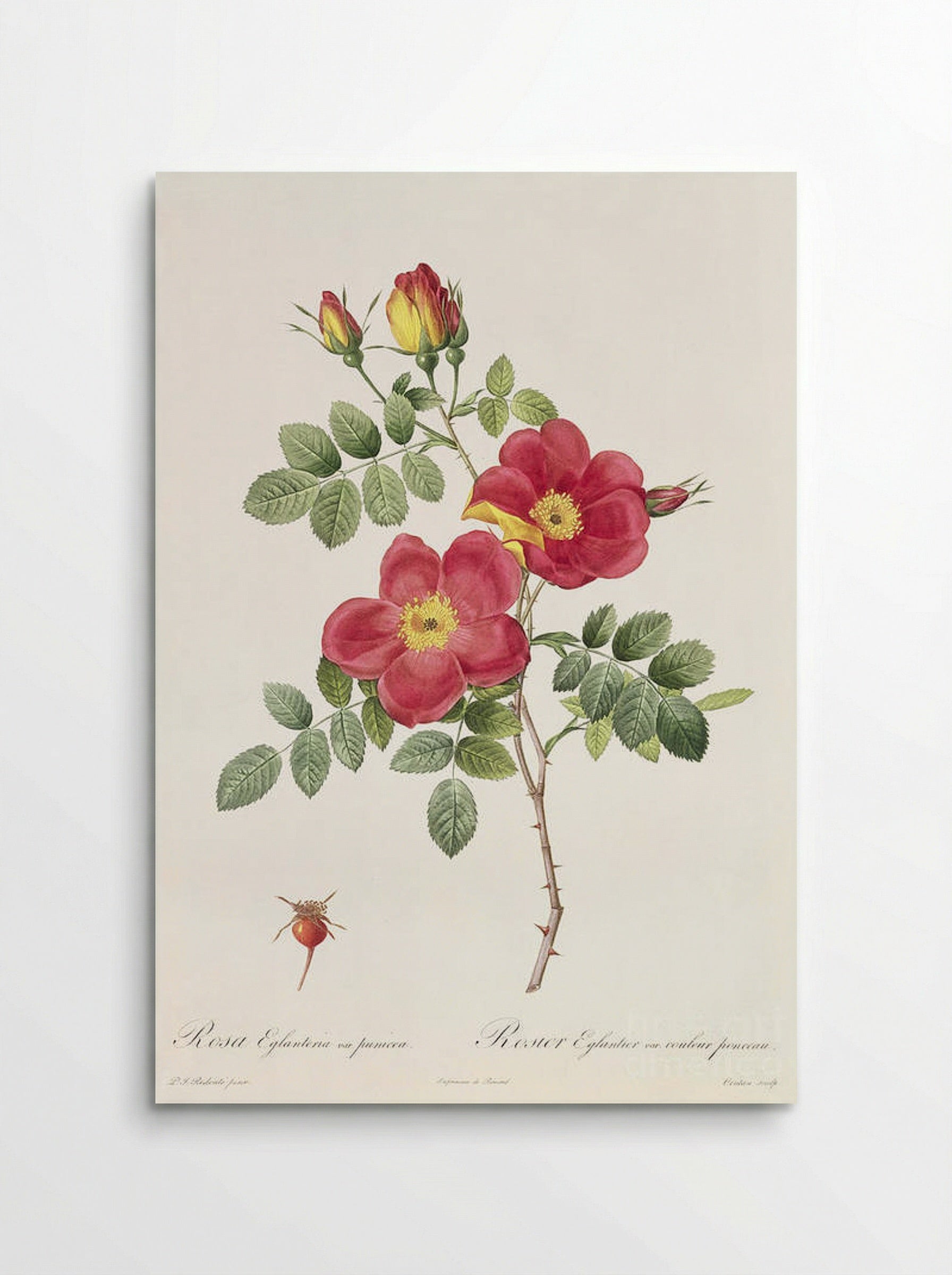 Rosa Eglanteria Punicea - Pierre-Joseph Redouté - Poster