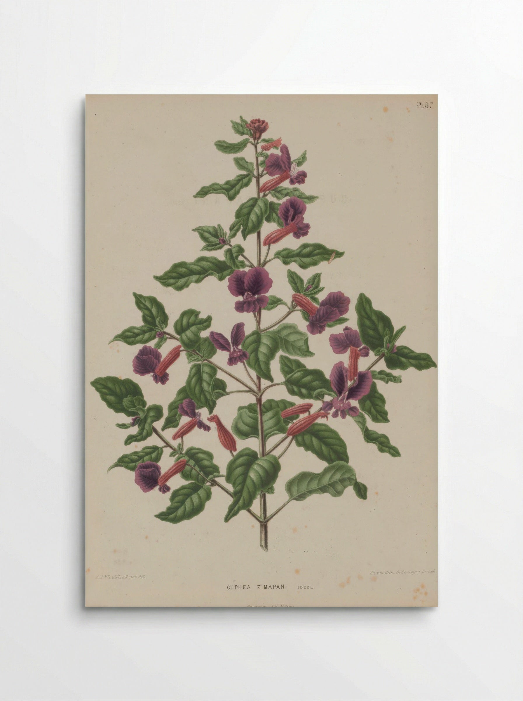 Cuphea Lanceolata Dryand. - A. J. Wendel - Poster