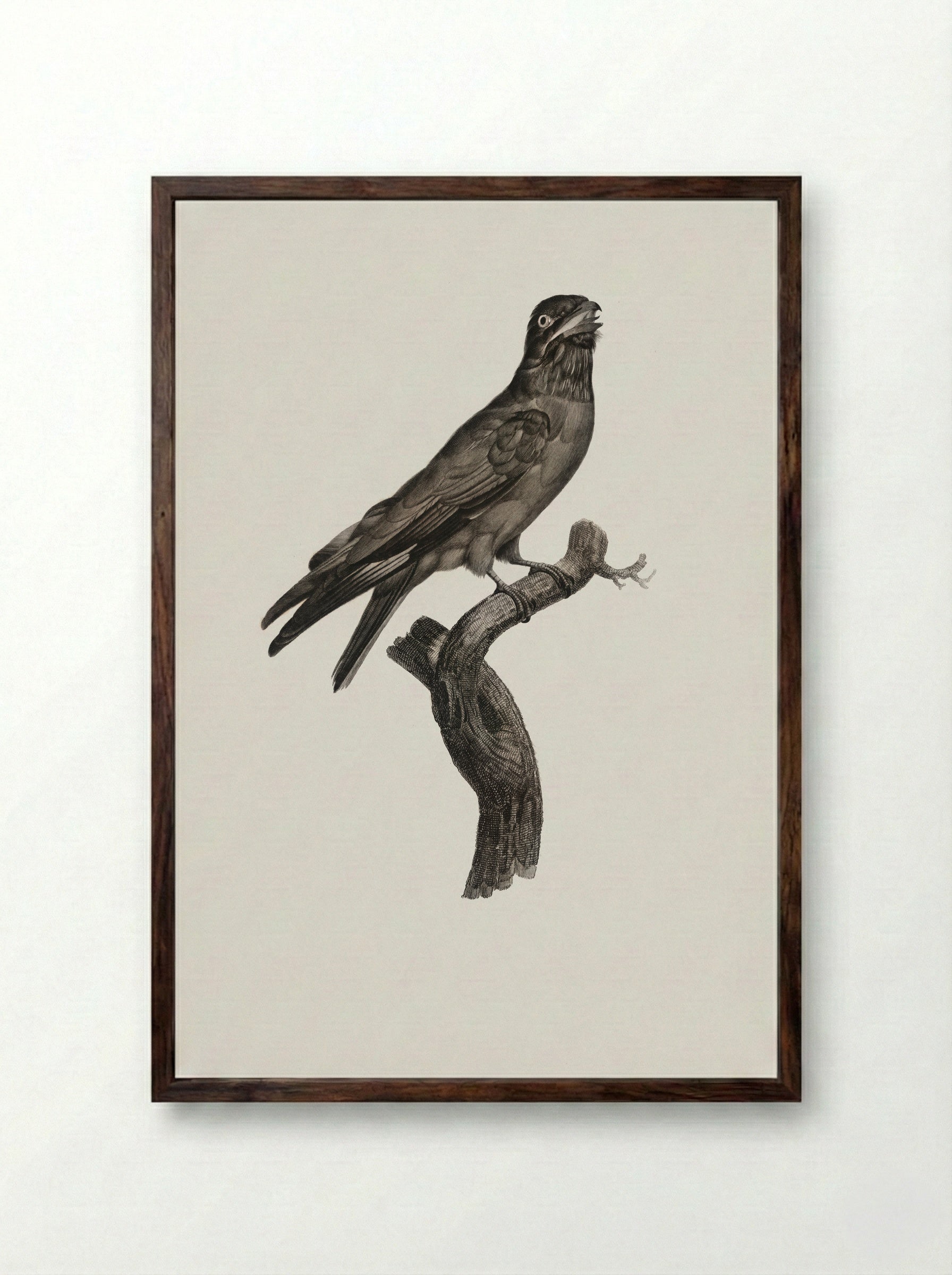 Blue-throated Roller - Jacques Barraband - Framed Print Dark Wood