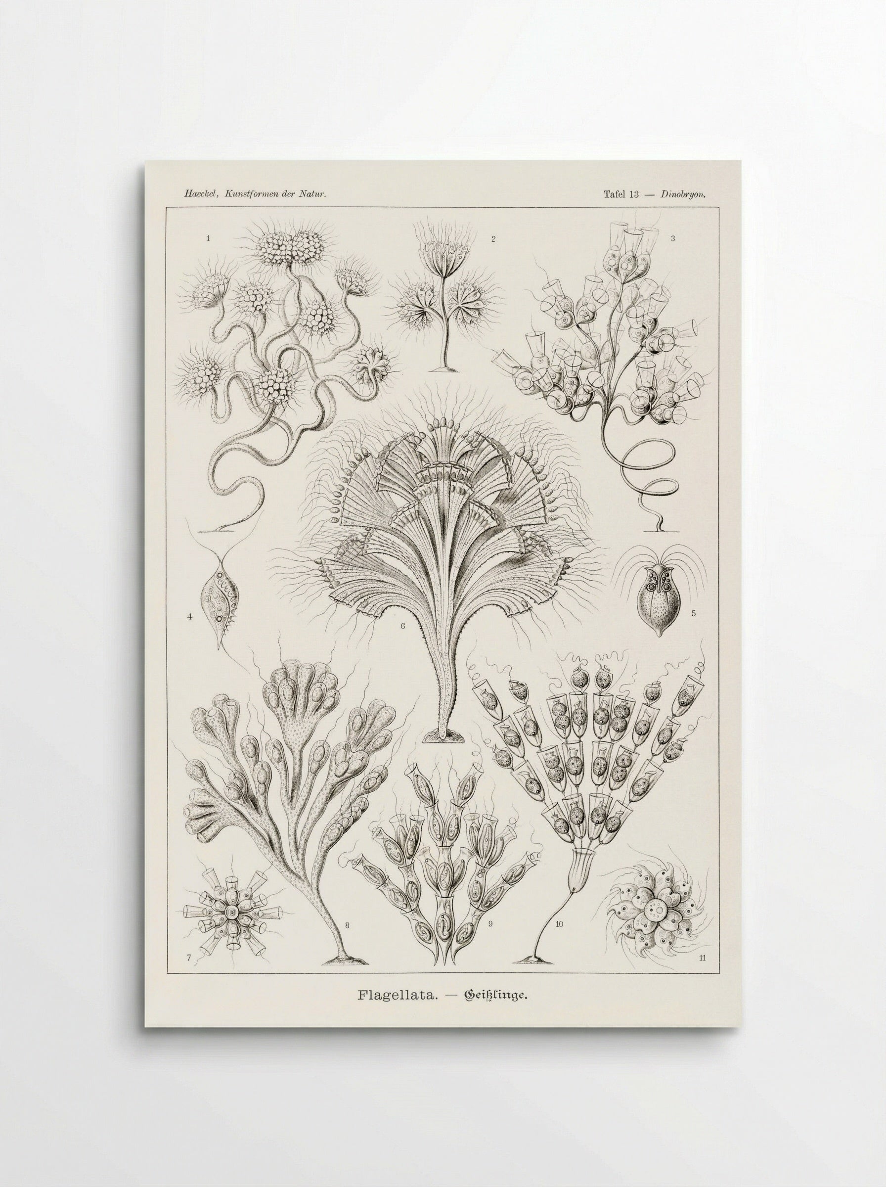 Flagellata-Geiklinge (1904) - Ernst Haeckel - Poster