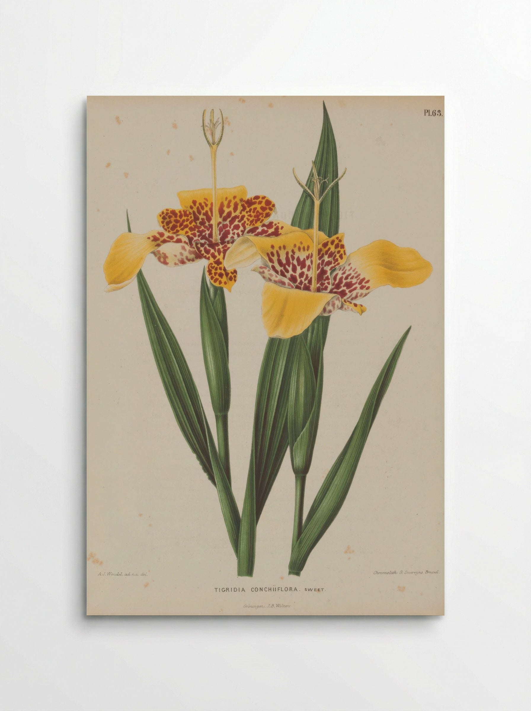 Ferraria tigridia – A.J. Wendel - Poster