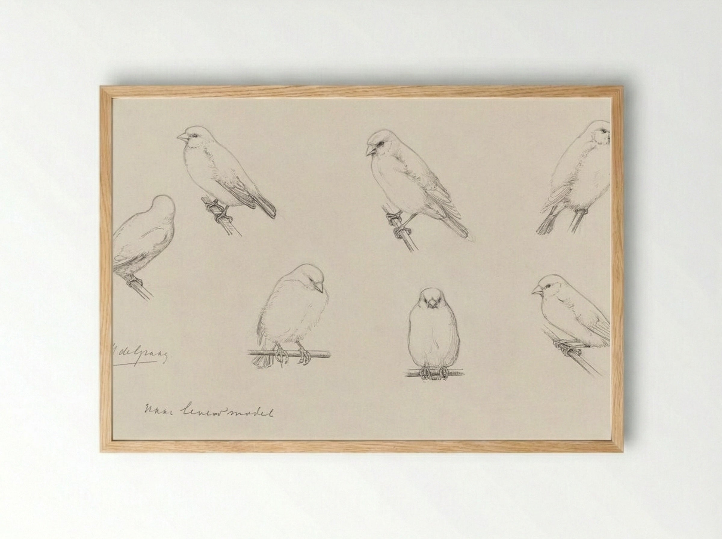 Study of Canaries - Julie de Graag - Framed Print Wood