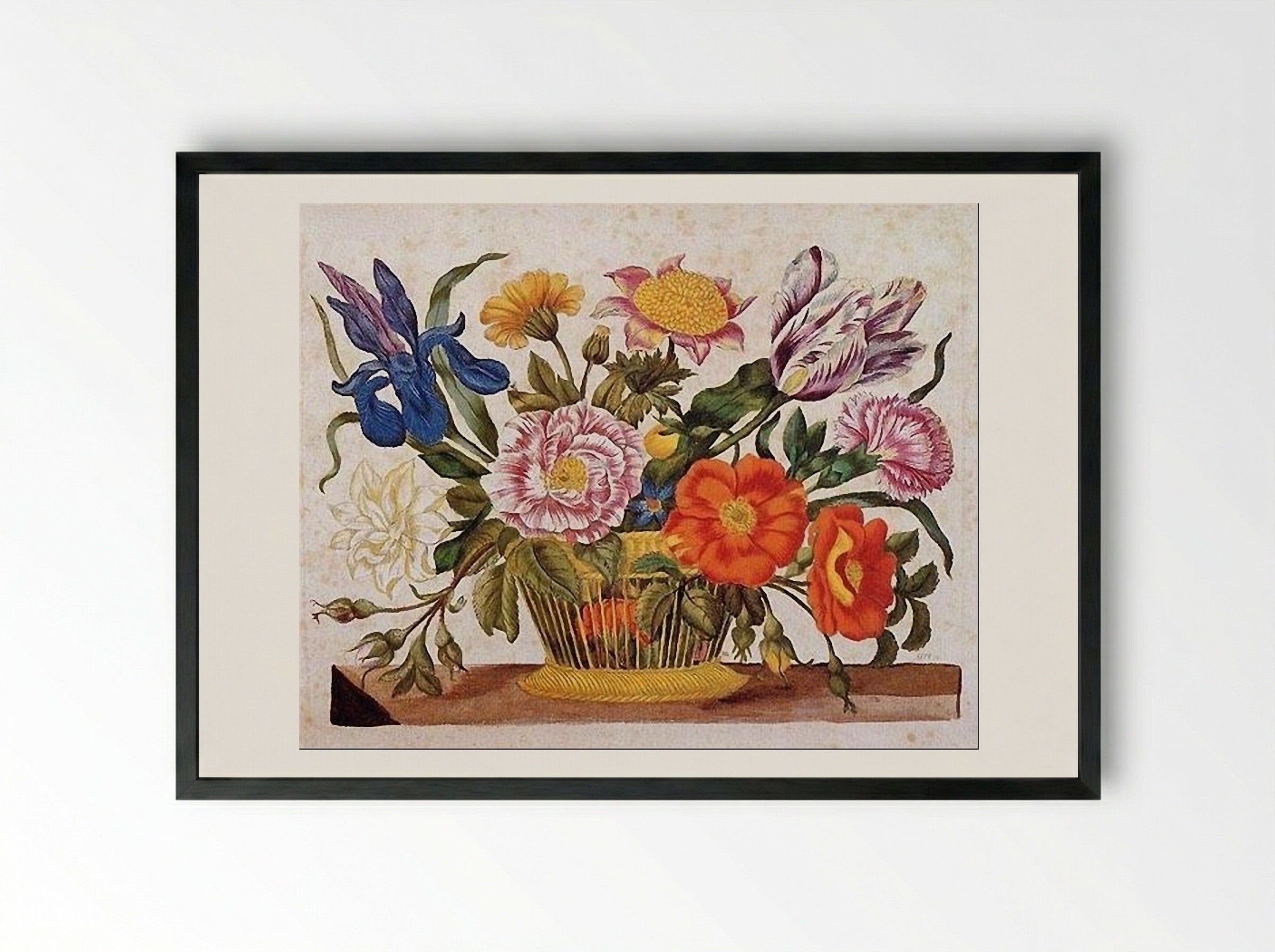 from Der Raupen wunderbare Verwandlung und sonderbare Blumennahrung, Plate CLXIX - Maria Sibylla Merian - Framed Print Black