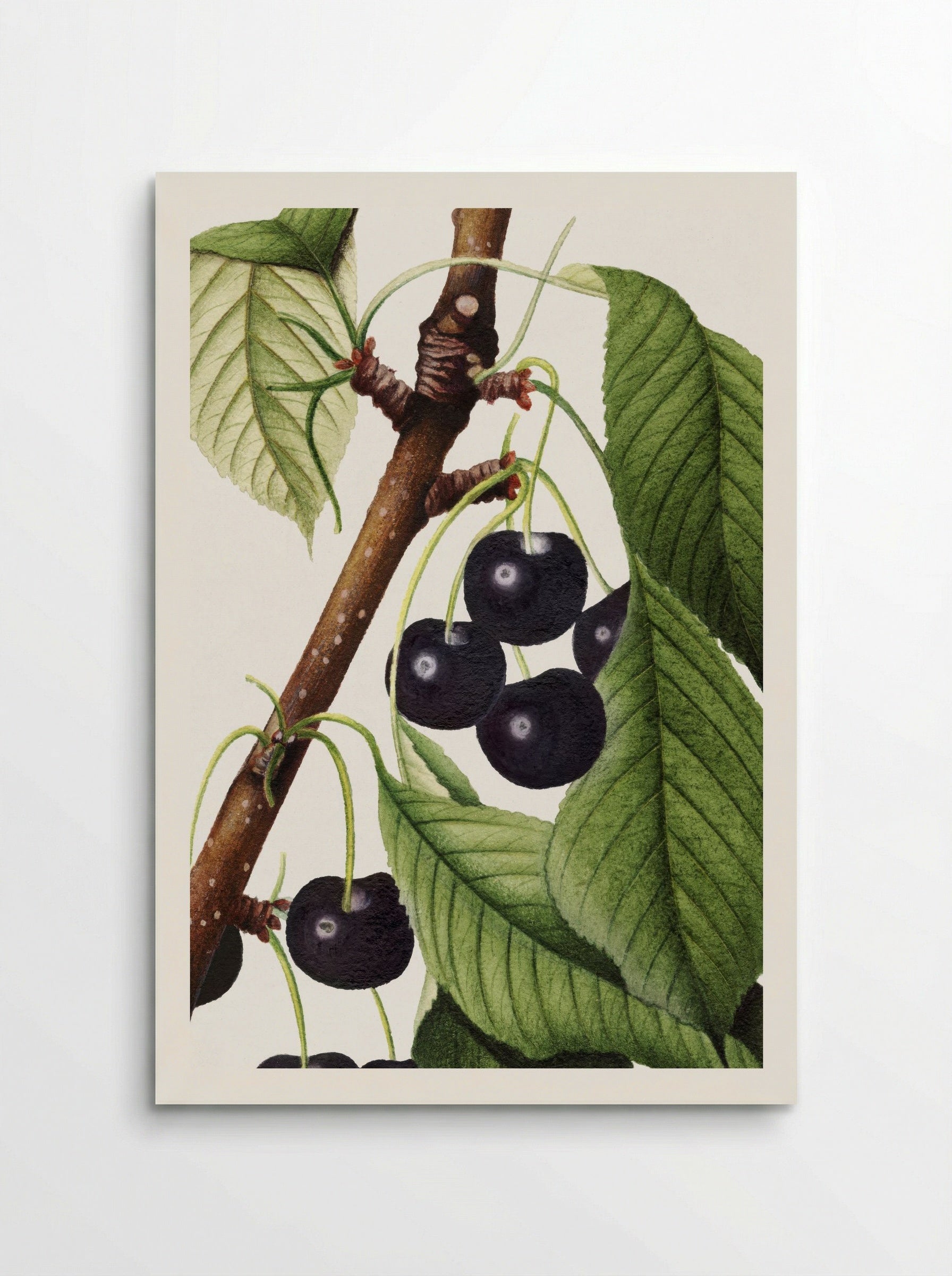 Cherries (Prunus Avium) (1892) - William Henry Prestele - Poster