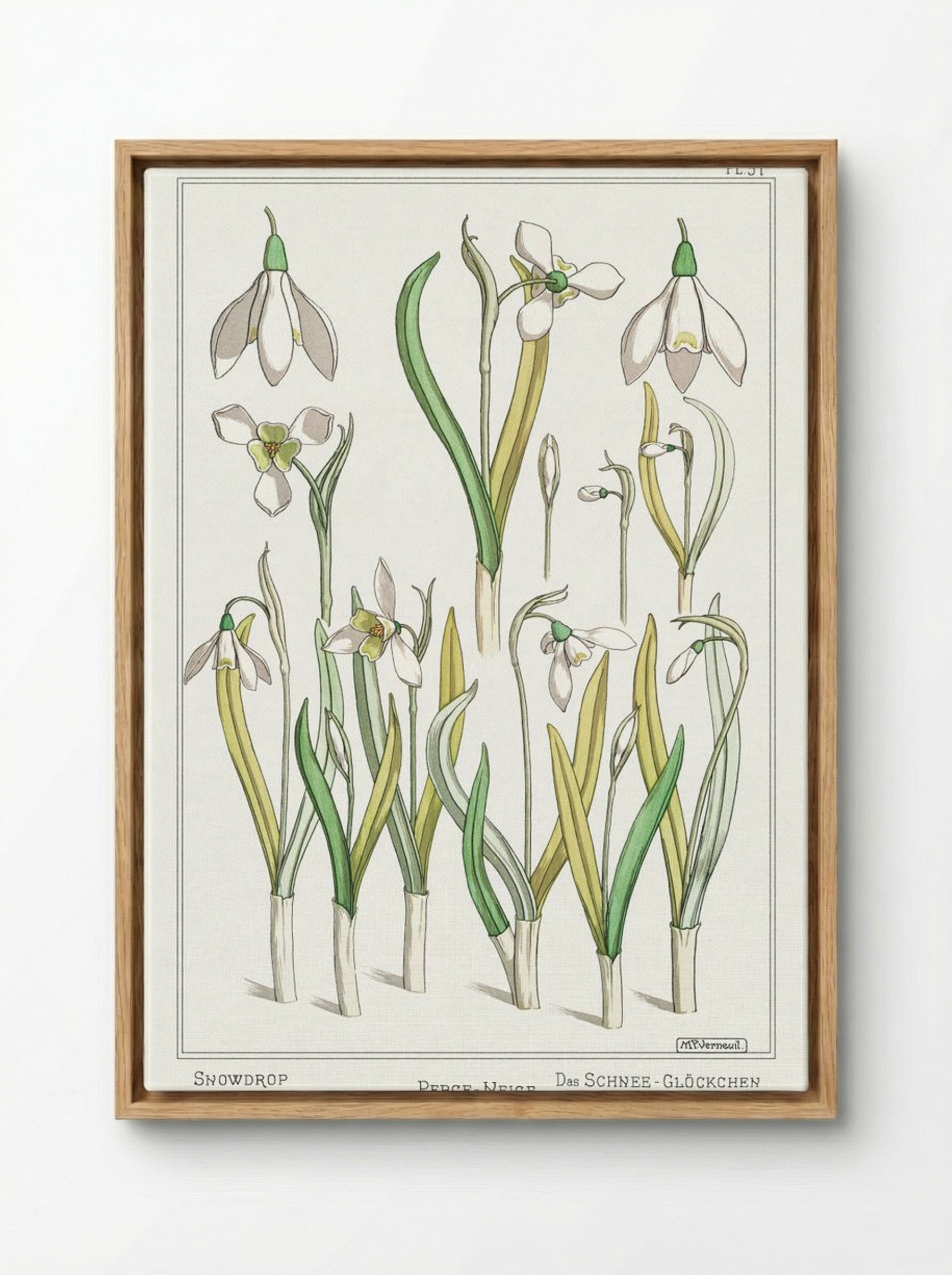 Perce-Neige (Snowdrops) - Maurice Pillard Verneuil - Framed Canvas Wood