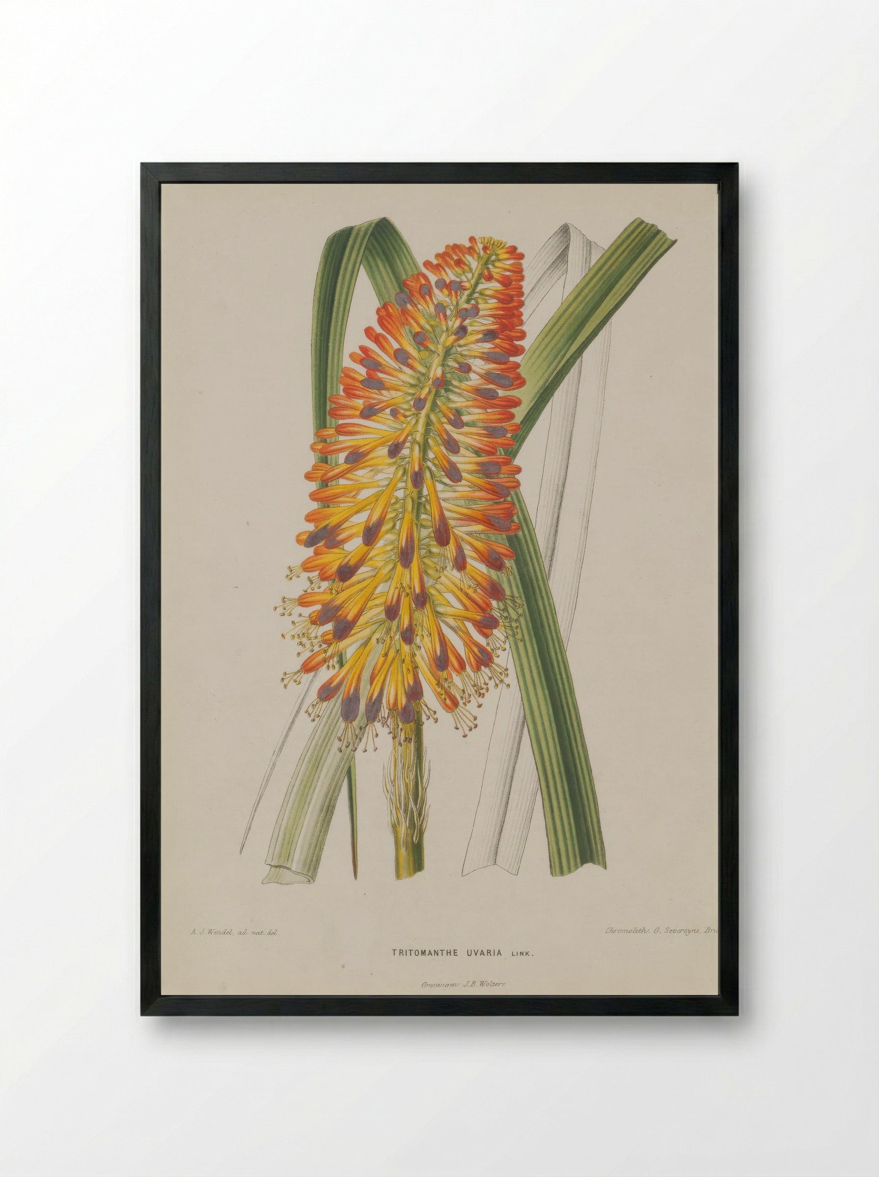 Aloe Uvaria L. - A. J. Wendel - Framed Print Black