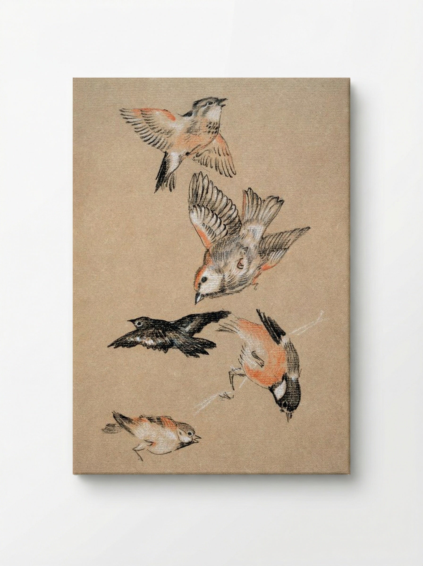 Study of Finches (for 'Love Leading the Pilgrim') - Edward Burne-Jones - Canvas