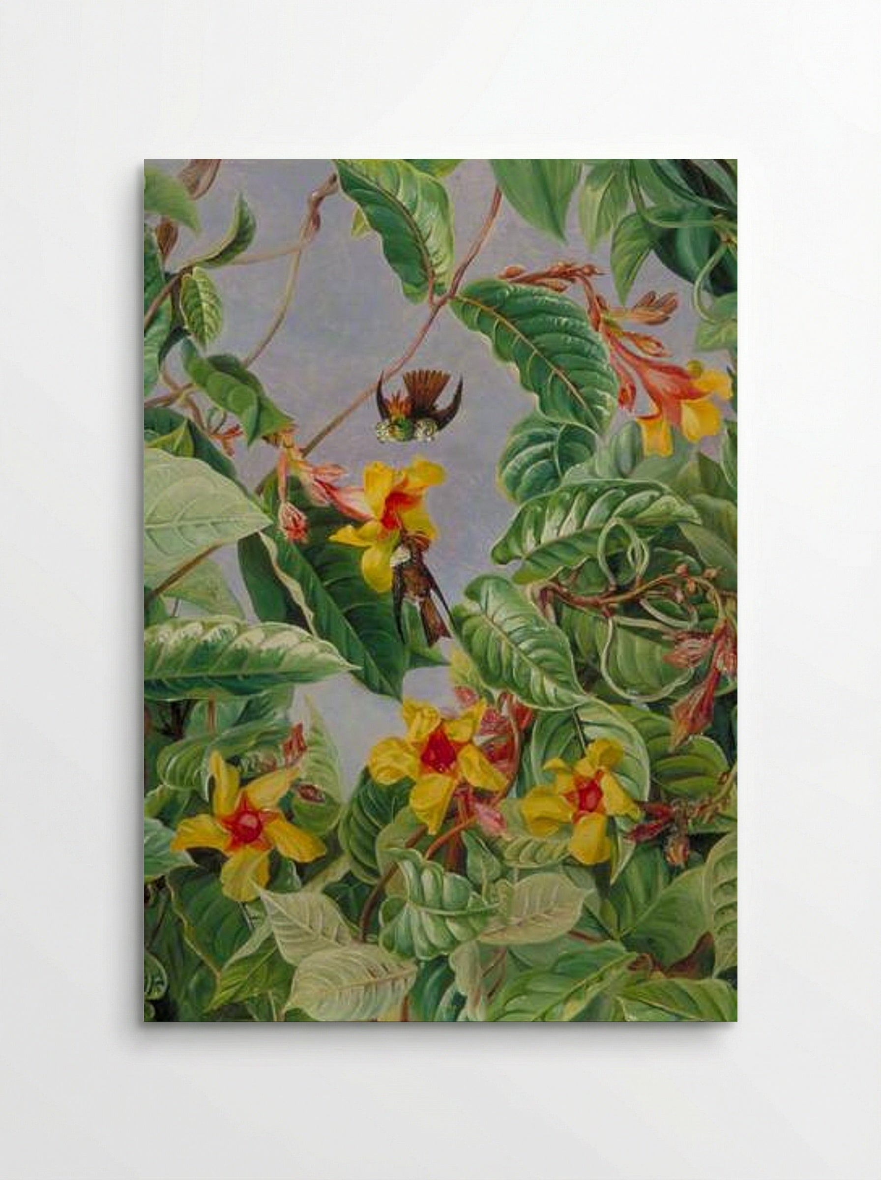 A Brazilian Climbing Shrub and Humming Birds - Marianne North - Poster