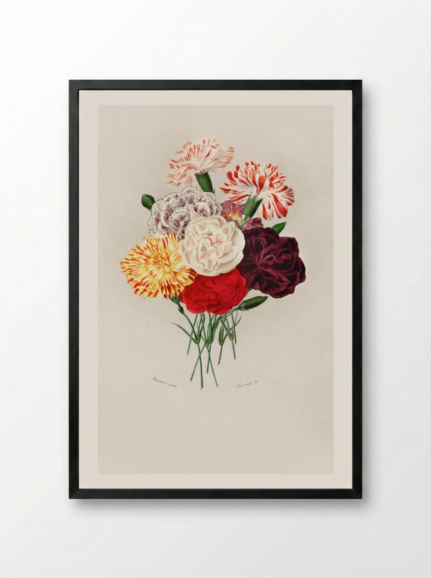 Carnation (Dianthus caryophyllus) - Charles Dessalines D'Orbigny - Framed Print Black