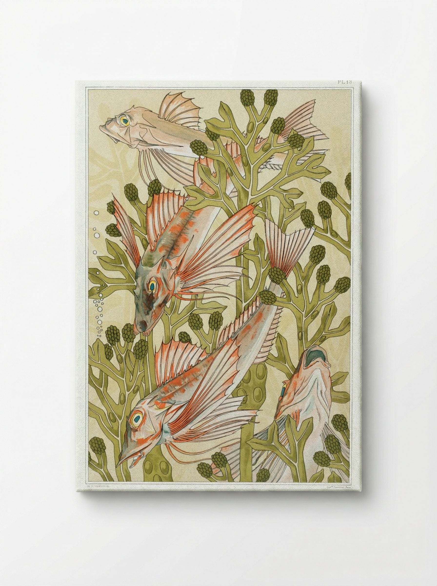 Rouget (From L'animal dans la décoration) - Maurice Pillard Verneuil - Canvas