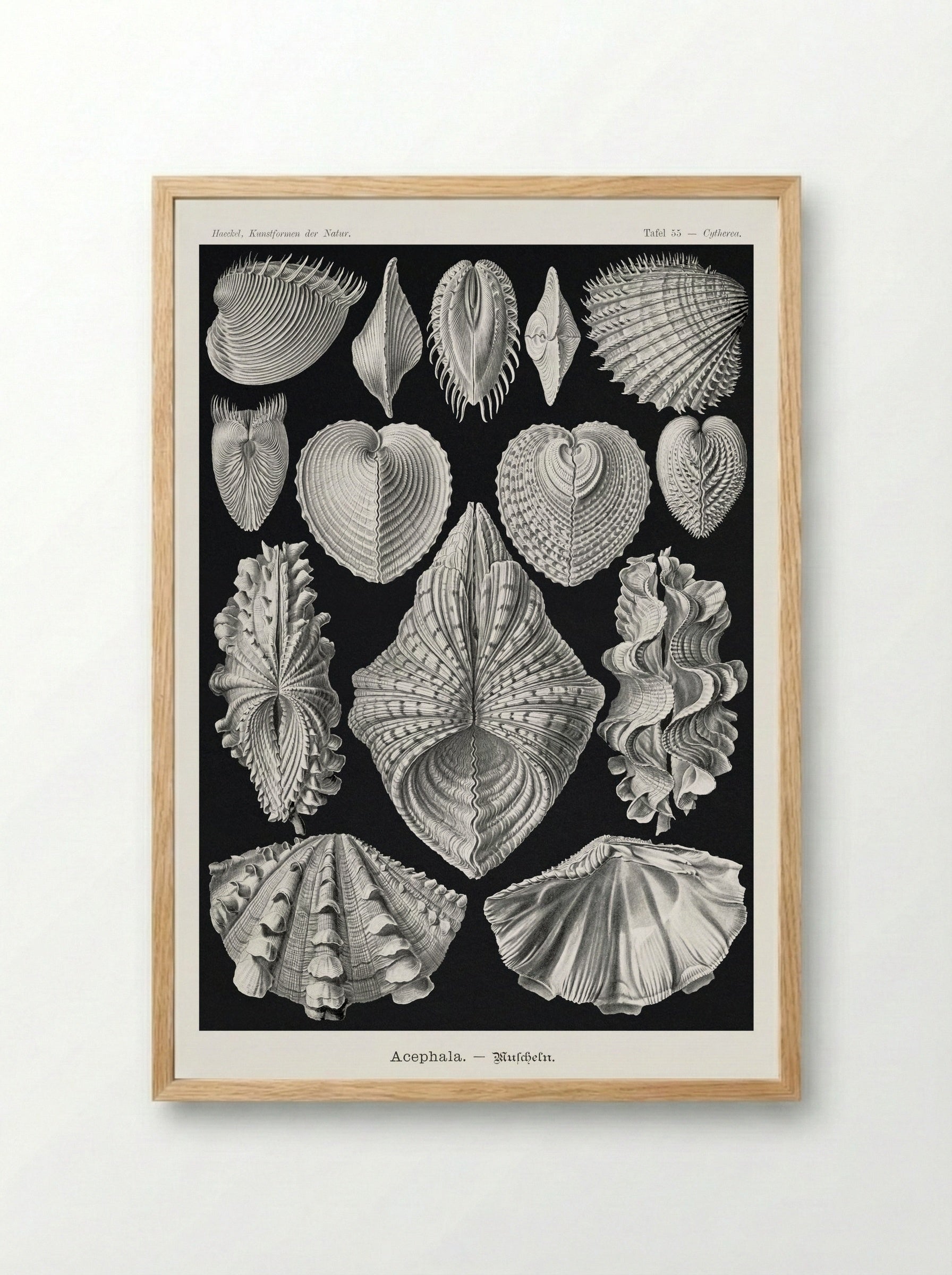 Acephala-Muscheln (1904) - Ernst Haeckel - Framed Print Wood