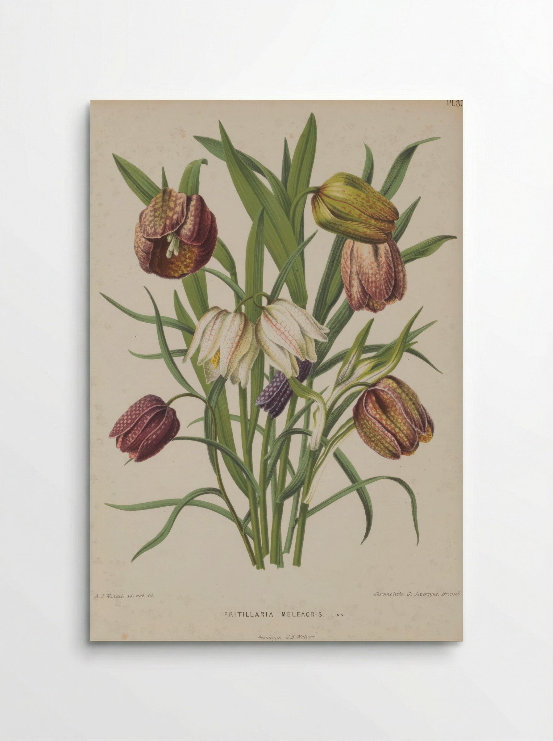 Fritillaria meleagris – A.J. Wendel - Poster