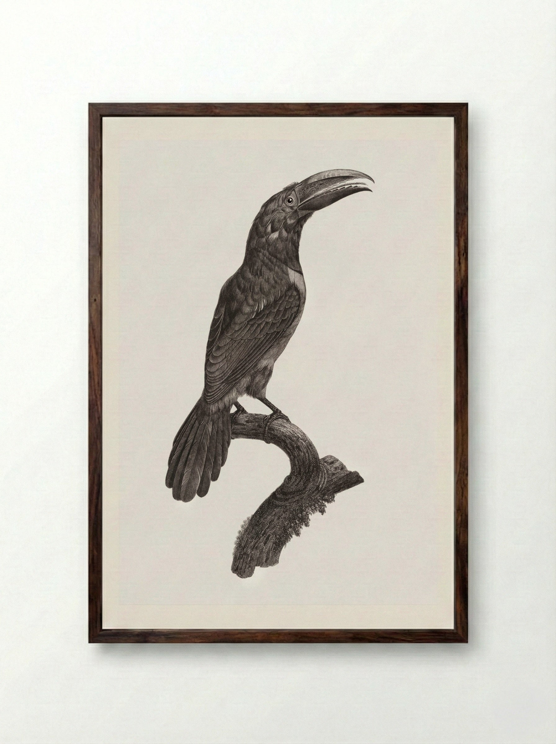 Green Aracari - Jacques Barraband - Framed Print Dark Wood