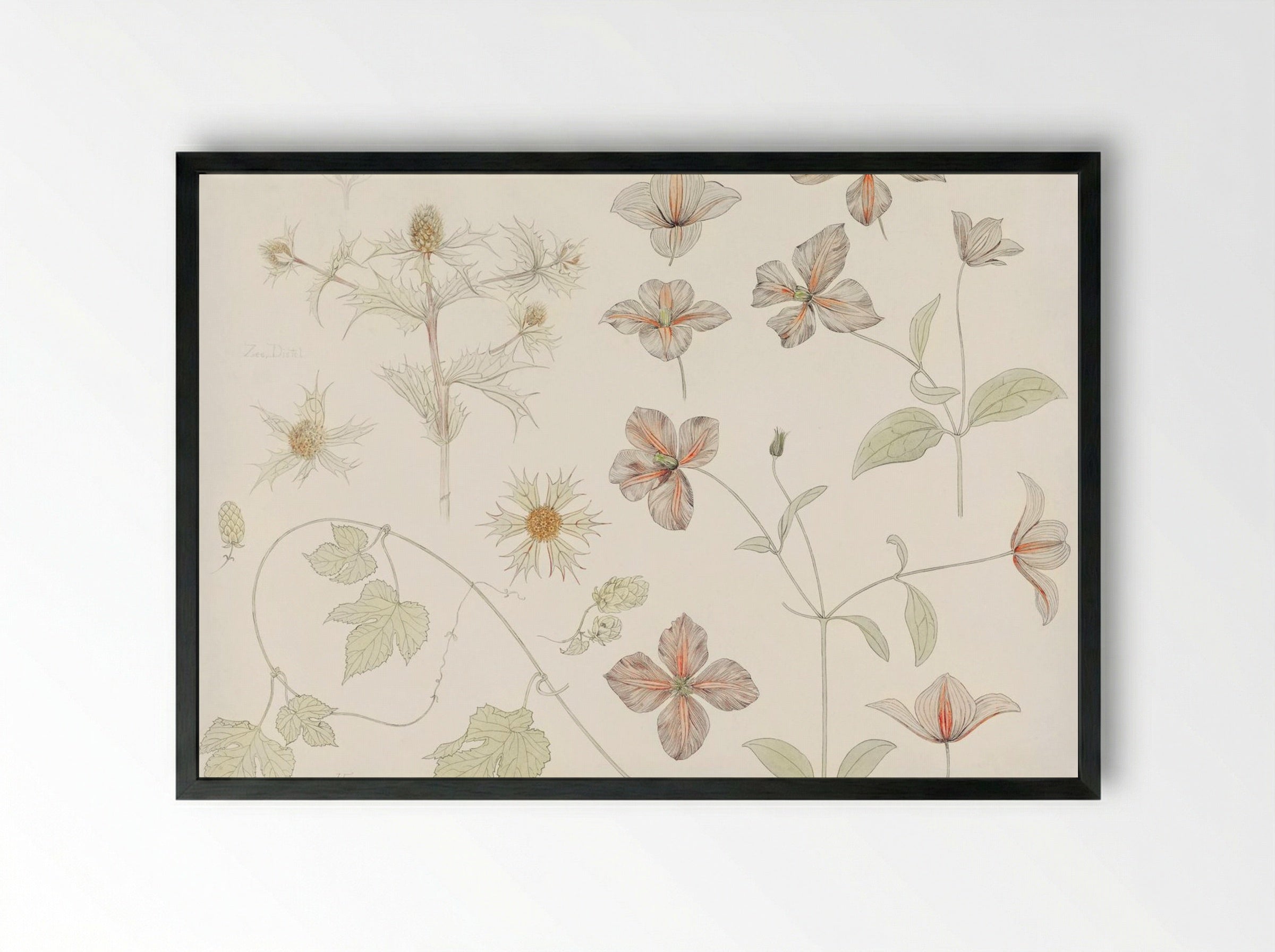 Study Sheet with Sea Thistle, Hop and Clematis - Julie de Graag - Framed Print Black