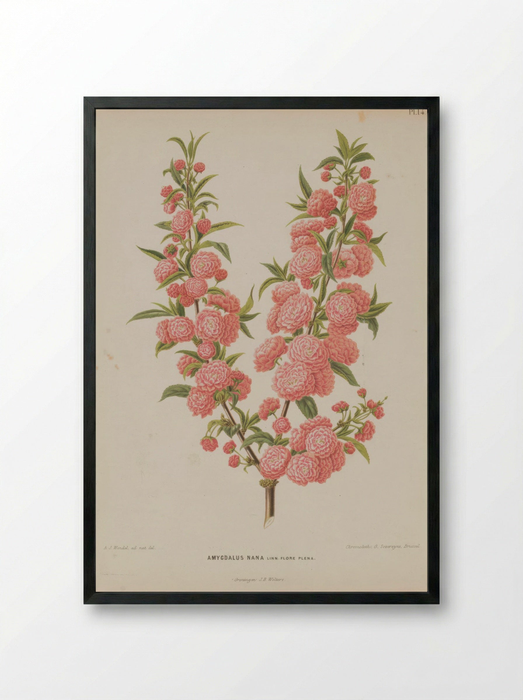 Amygdalus Nana L. - A. J. Wendel - Framed Print Black