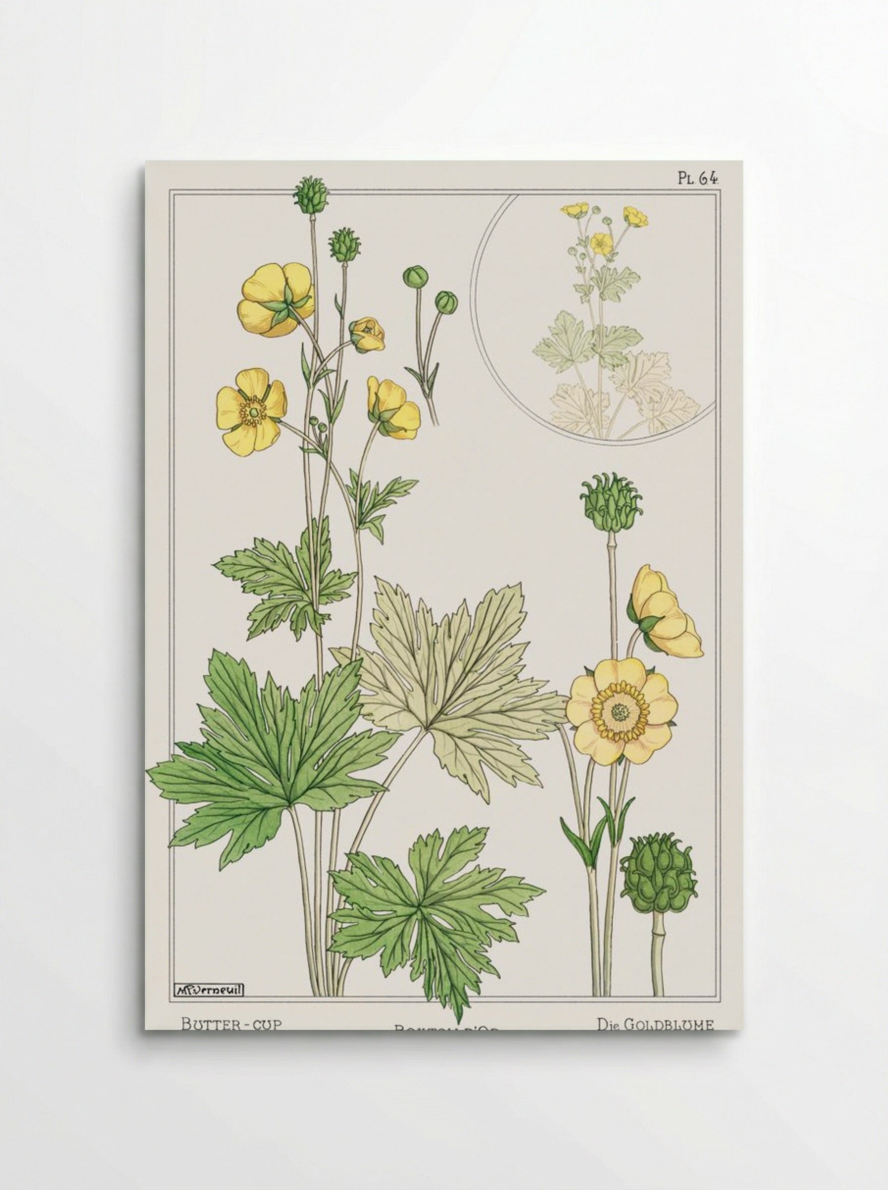 Bouton d'Or (Buttercup) from La Plante et ses Applications ornementales - Maurice Pillard Verneuil - Poster