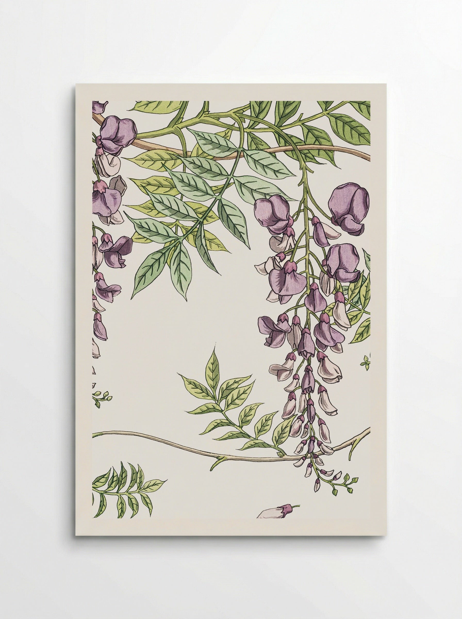 Glycine, Wisteria - Maurice Pillard Verneuil - Poster