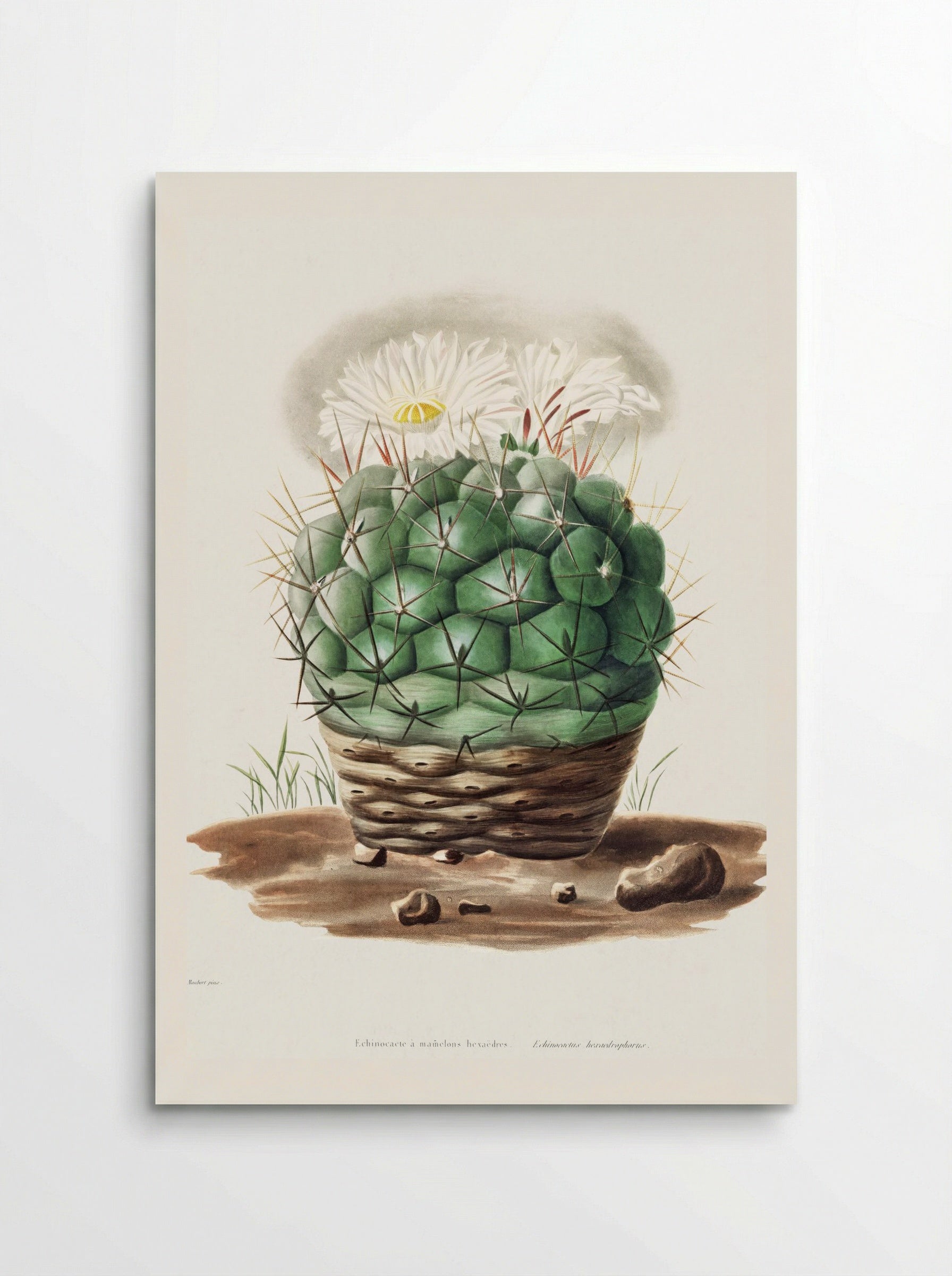 Echinocactus Hexaedrophorus - Charles Antoine Lemaire - Poster