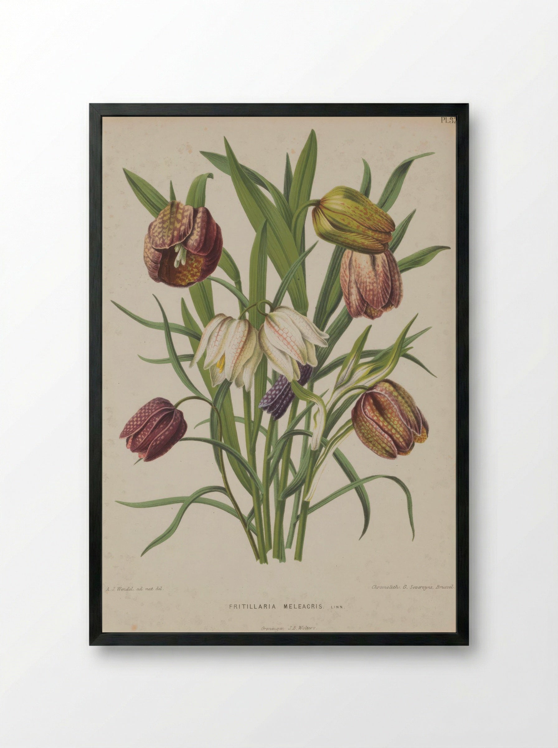 Fritillaria meleagris – A.J. Wendel - Framed Print Black