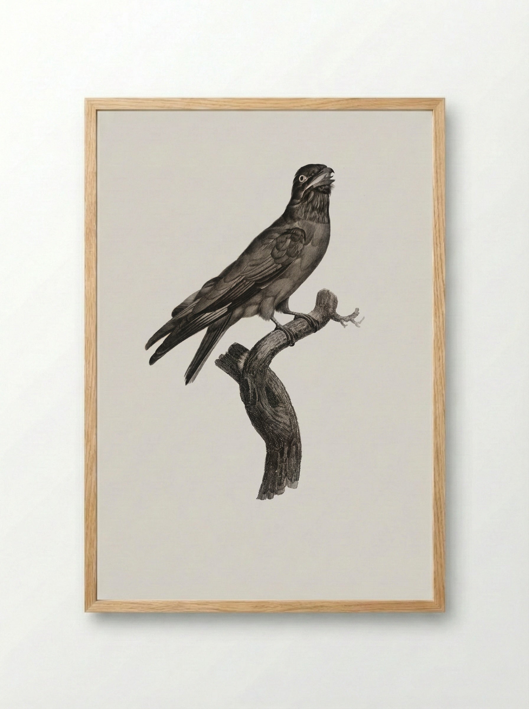 Blue-throated Roller - Jacques Barraband - Framed Print Wood