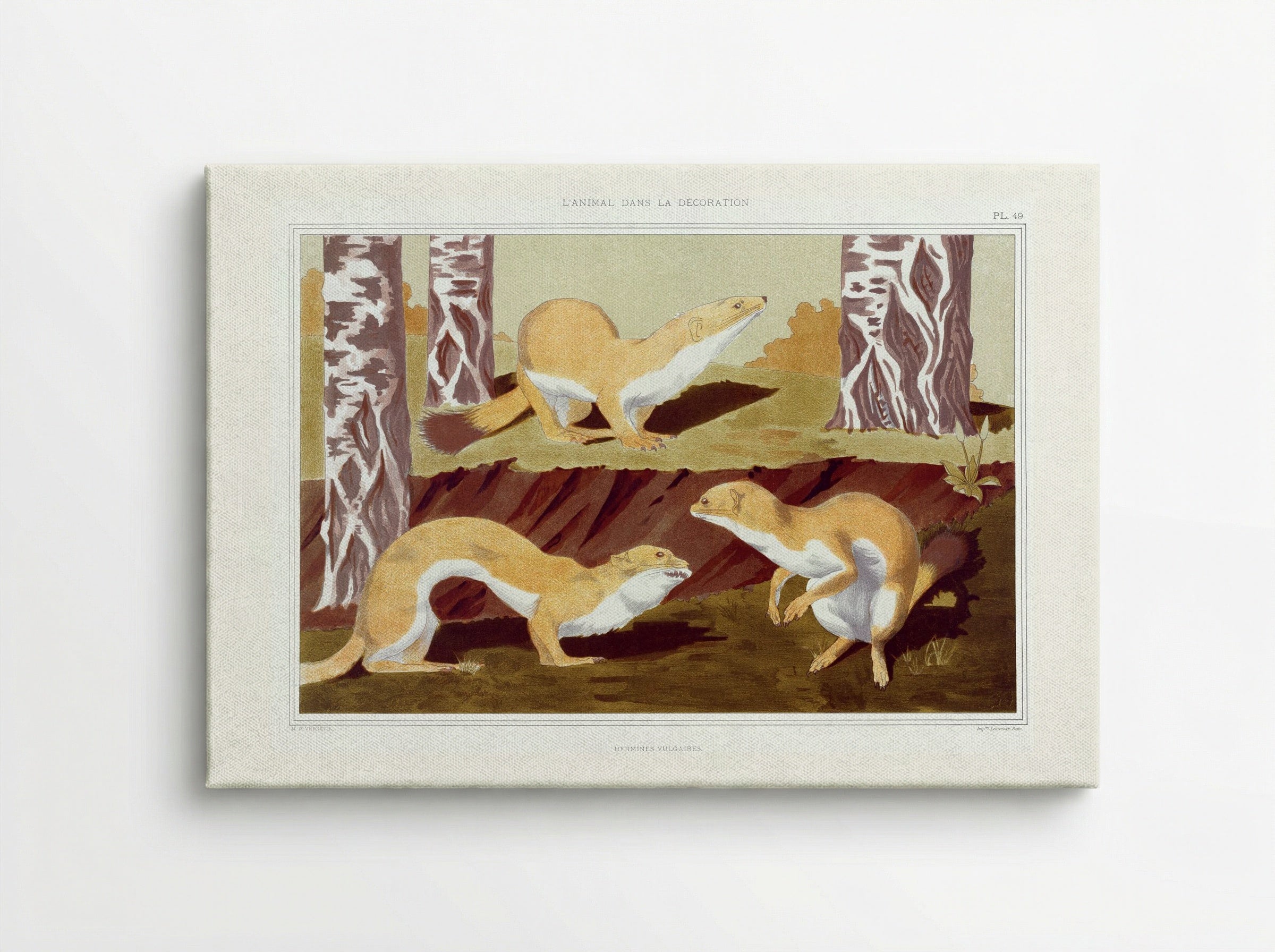 Hermines Vulgaires (Weasels) from L'animal dans la décoration - Maurice Pillard Verneuil - Canvas