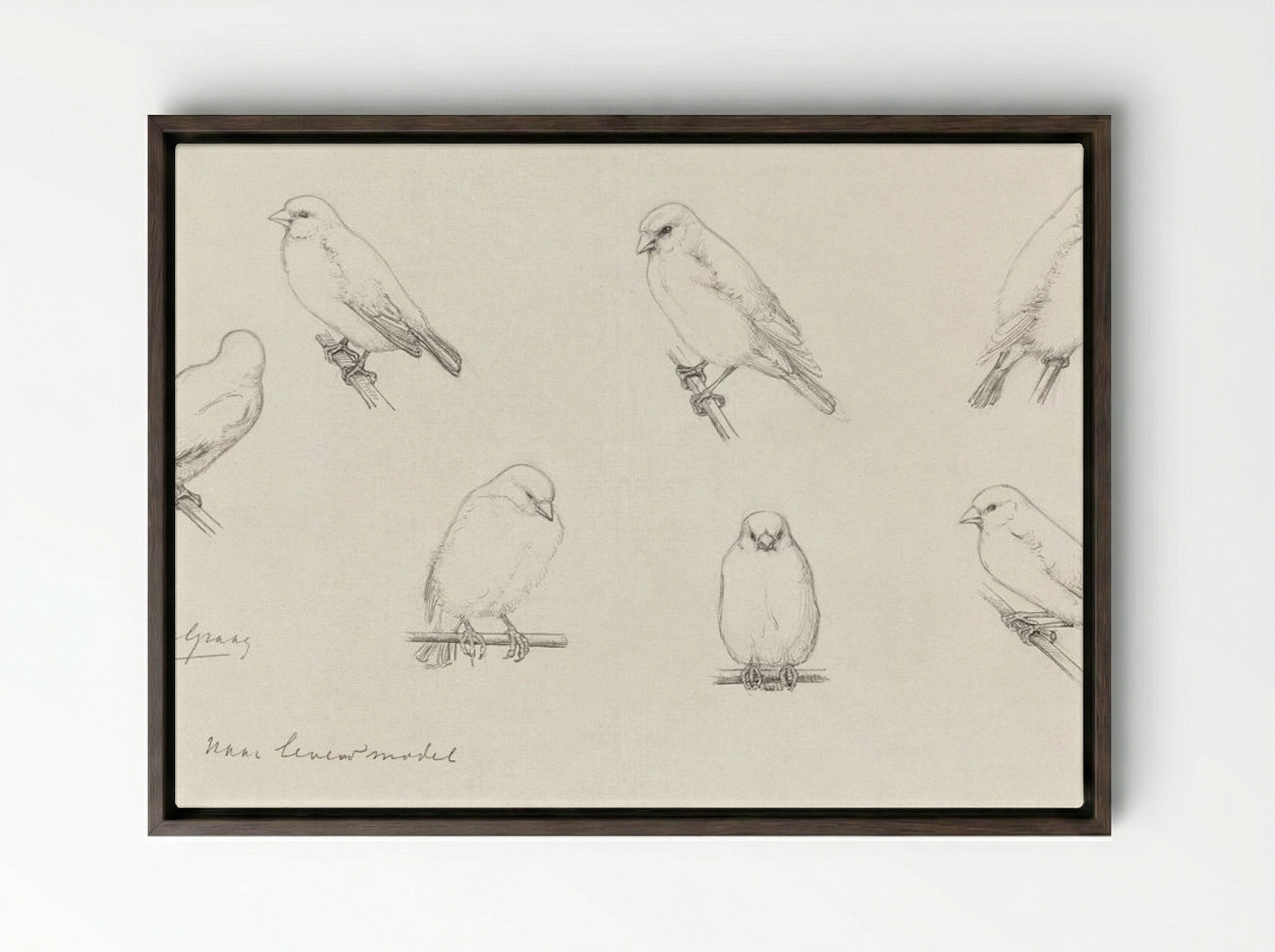 Study of Canaries - Julie de Graag - Framed Canvas Dark Wood