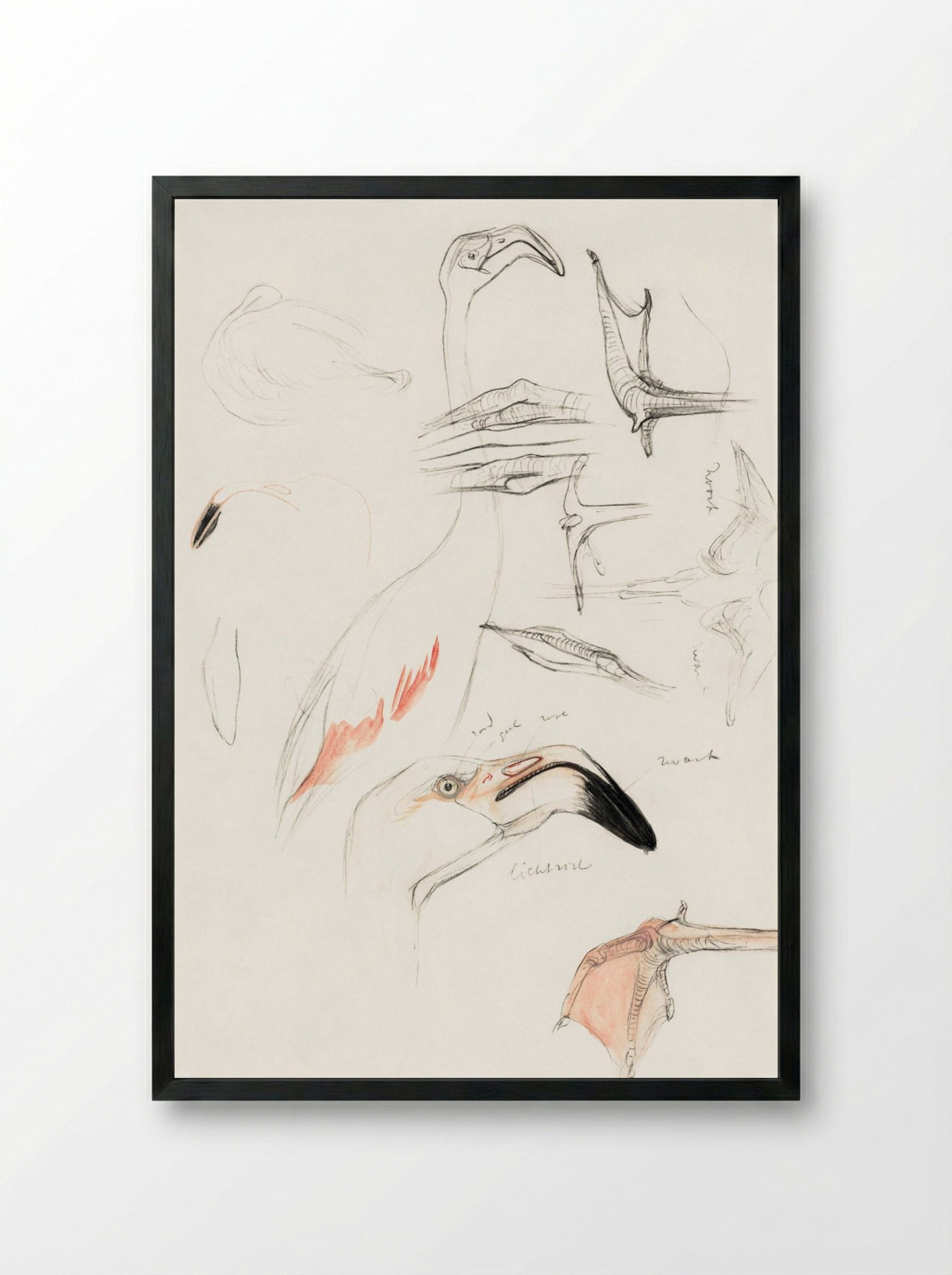 Studies of a Flamingo - Theo van Hoytema - Framed Print Black