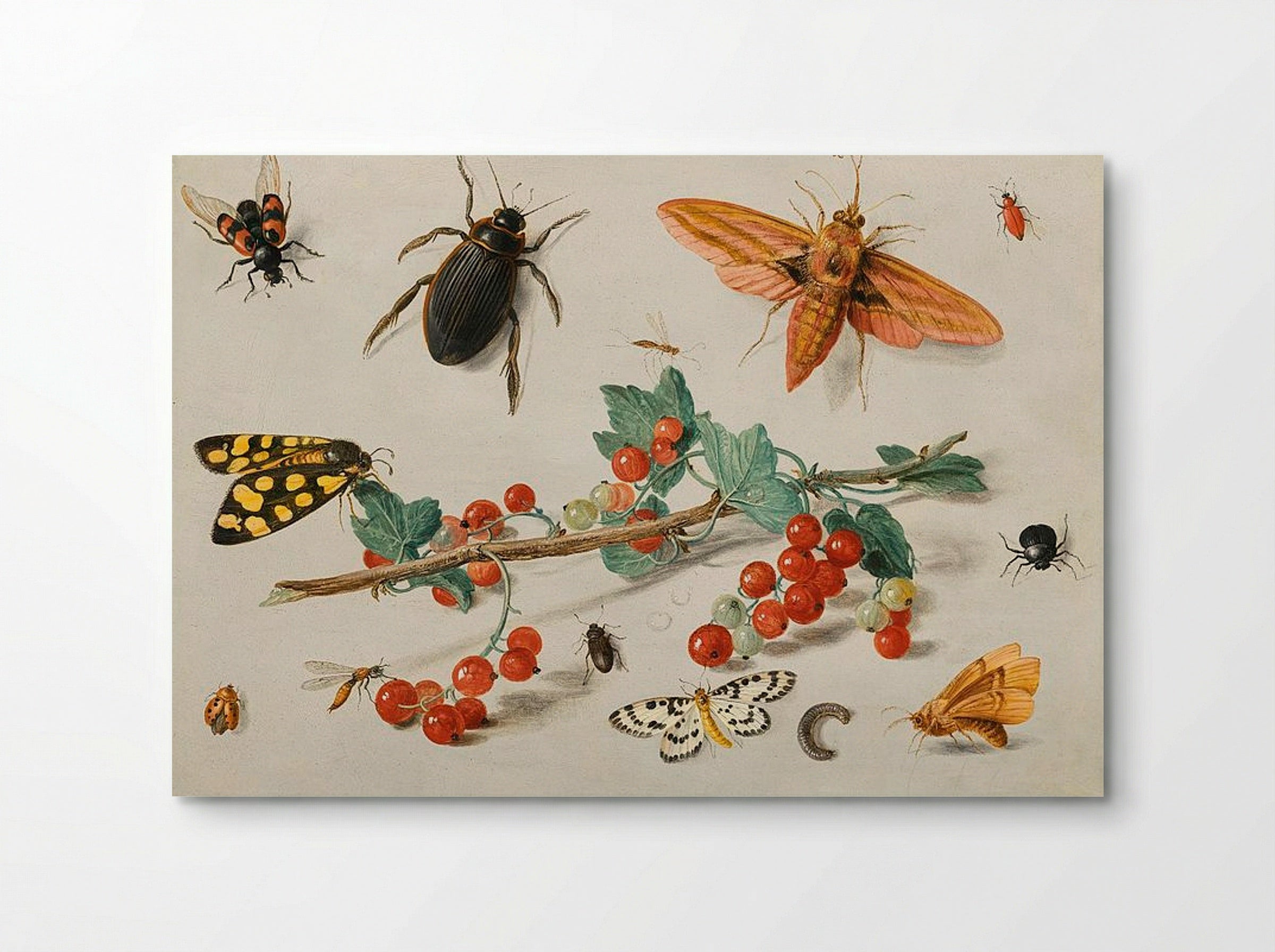 A sprig of redcurrants with an elephant hawk moth, a ladybird, a millipede and other insects - Jan van Kessel the Elder - Poster