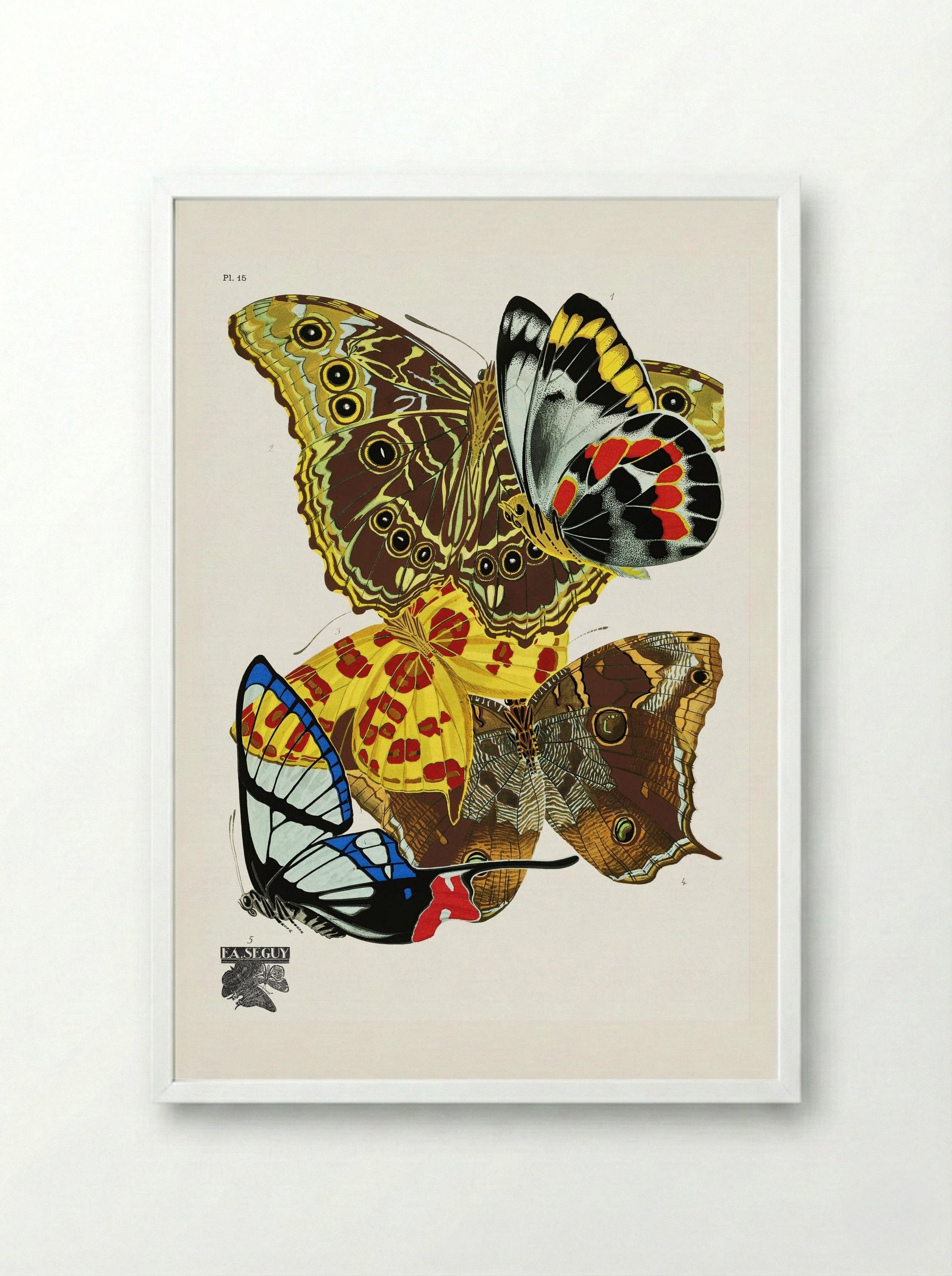 Butterflies (Plate 15) - Émile-Allain Séguy - Framed Print White