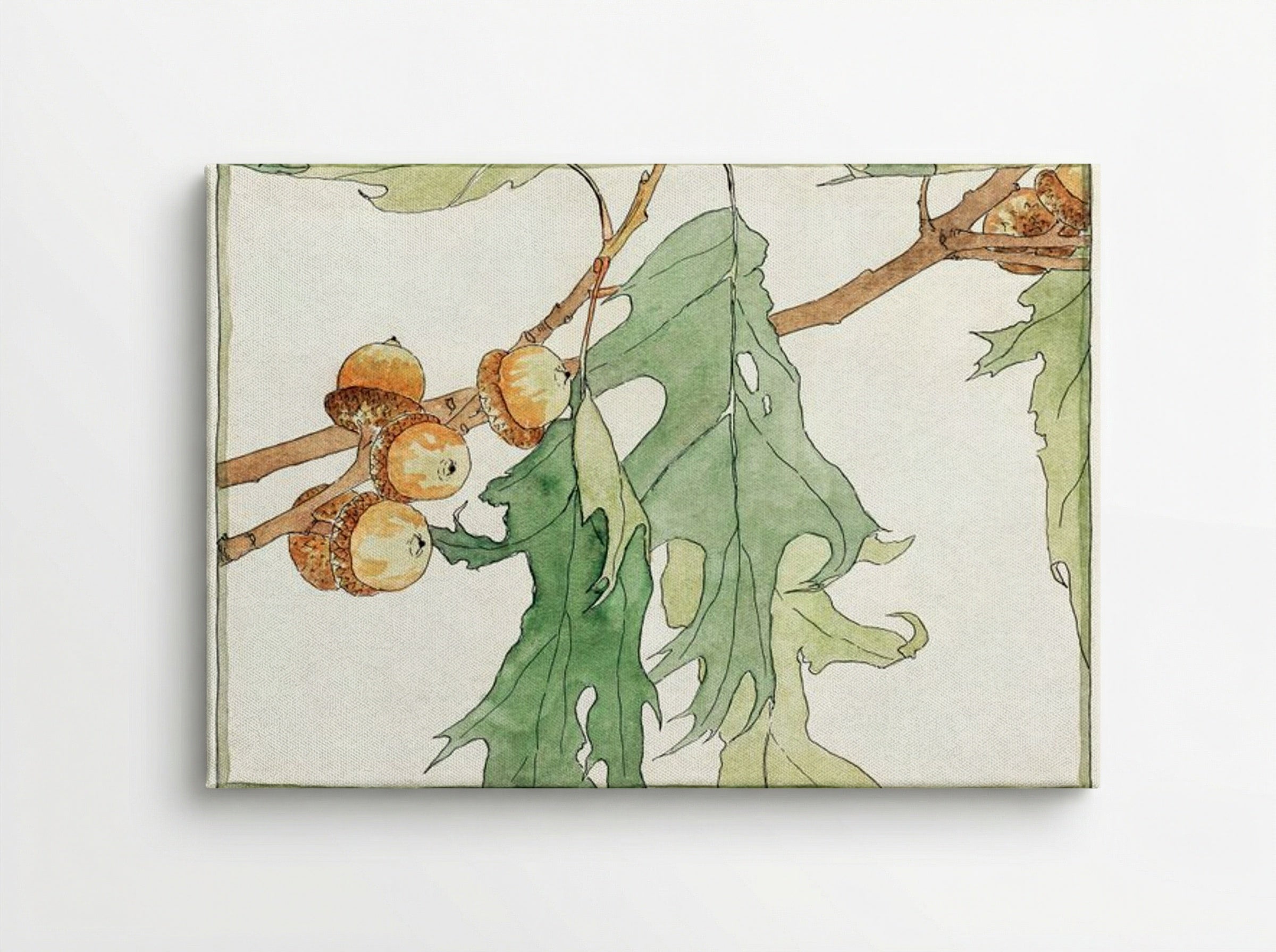 Oak Acorns - Hannah Borger Overbeck - Canvas