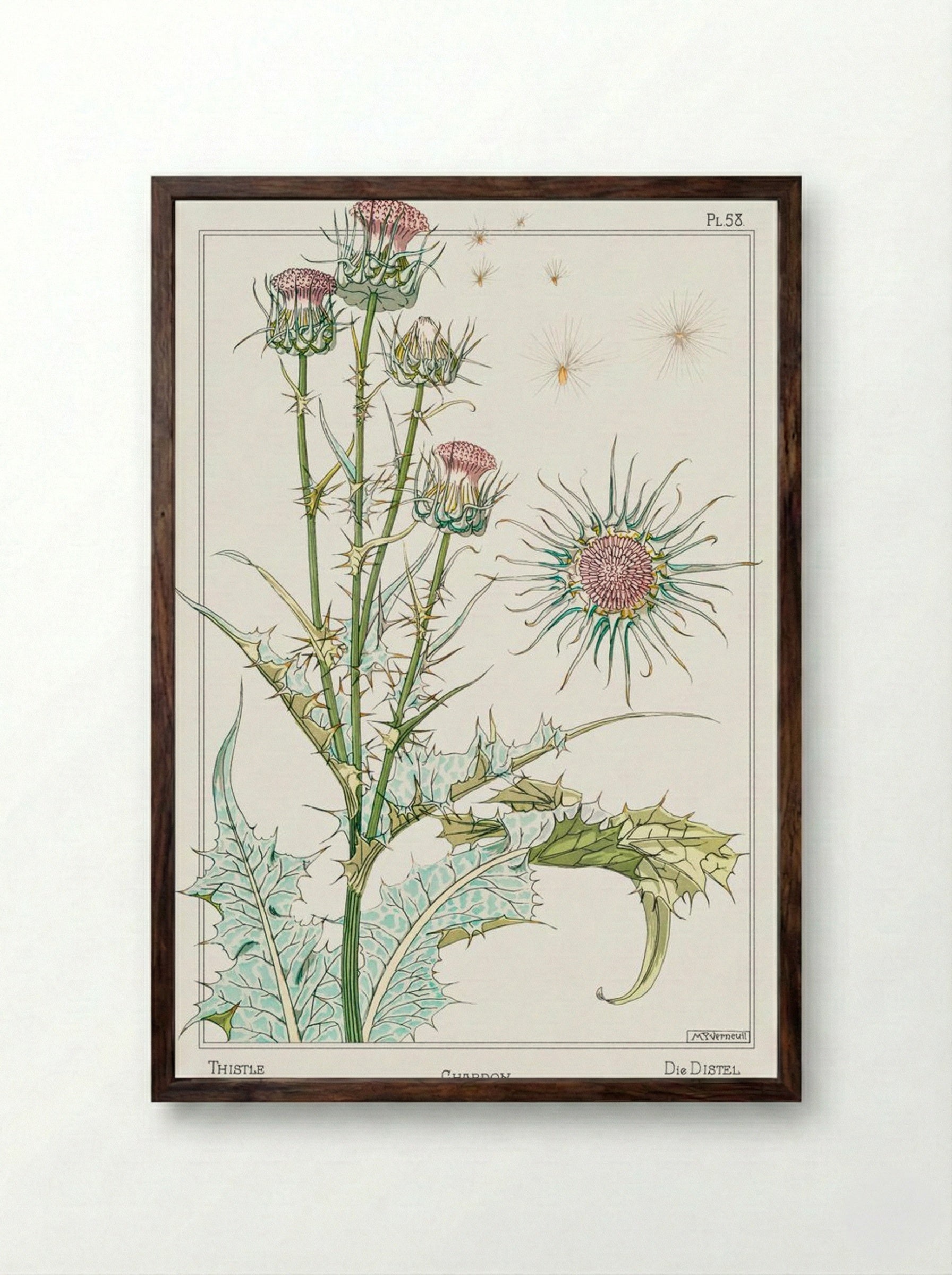 Chardon (Thistle) from La Plante et ses Applications ornementales - Maurice Pillard Verneuil - Framed Print Dark Wood