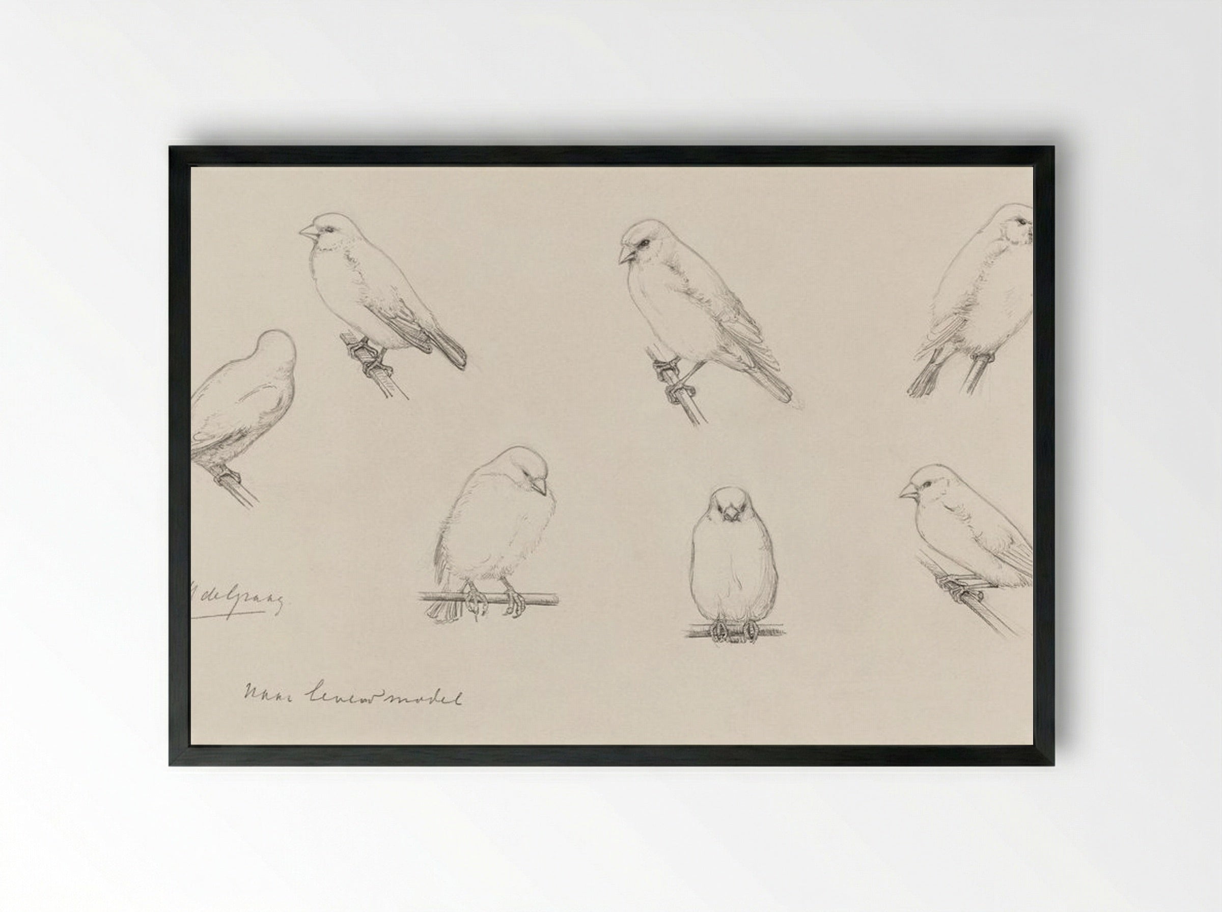 Study of Canaries - Julie de Graag - Framed Print Black