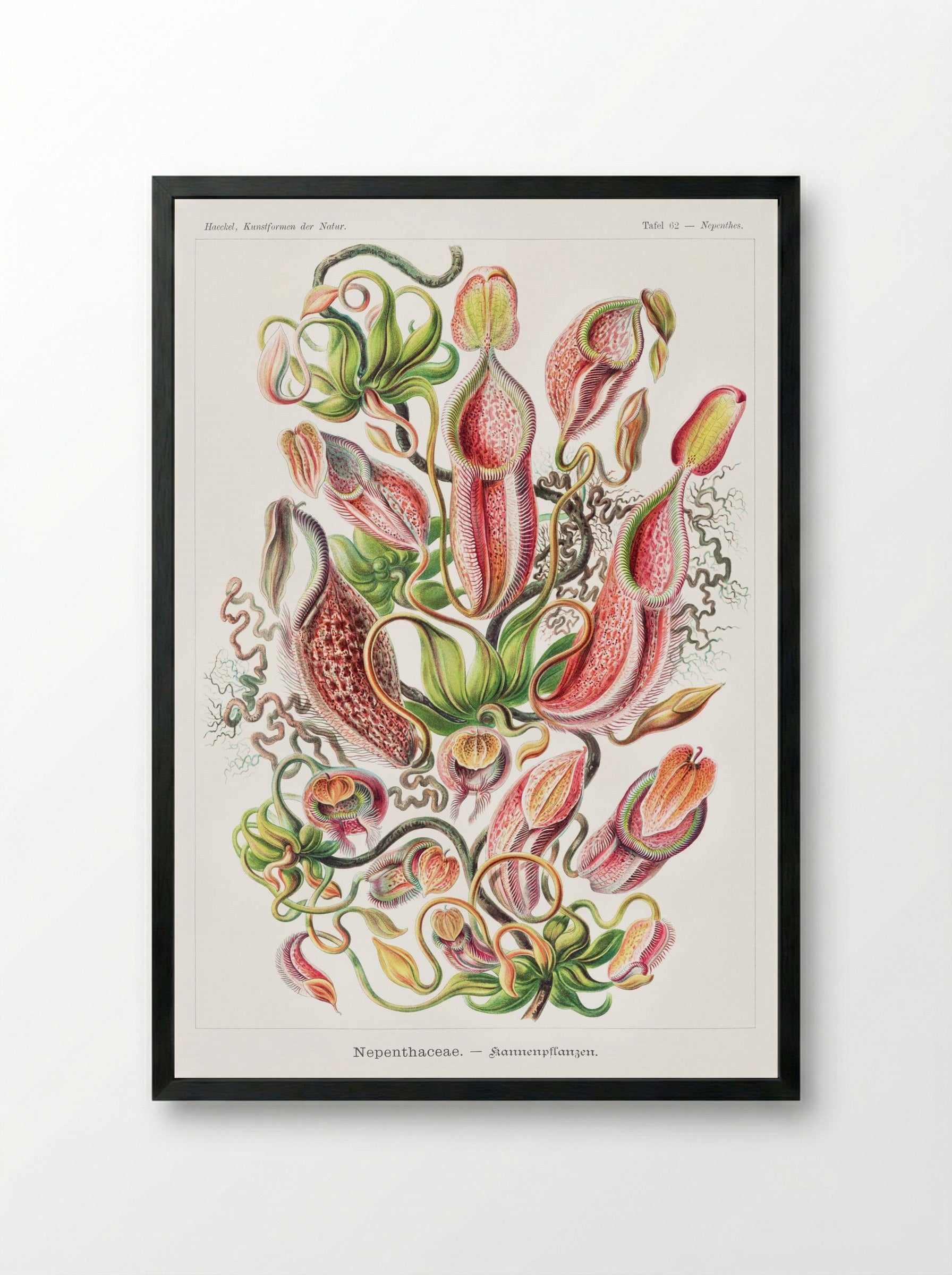Nepenthaceae-Kannenpflanzen (1904) - Ernst Haeckel - Framed Print Black