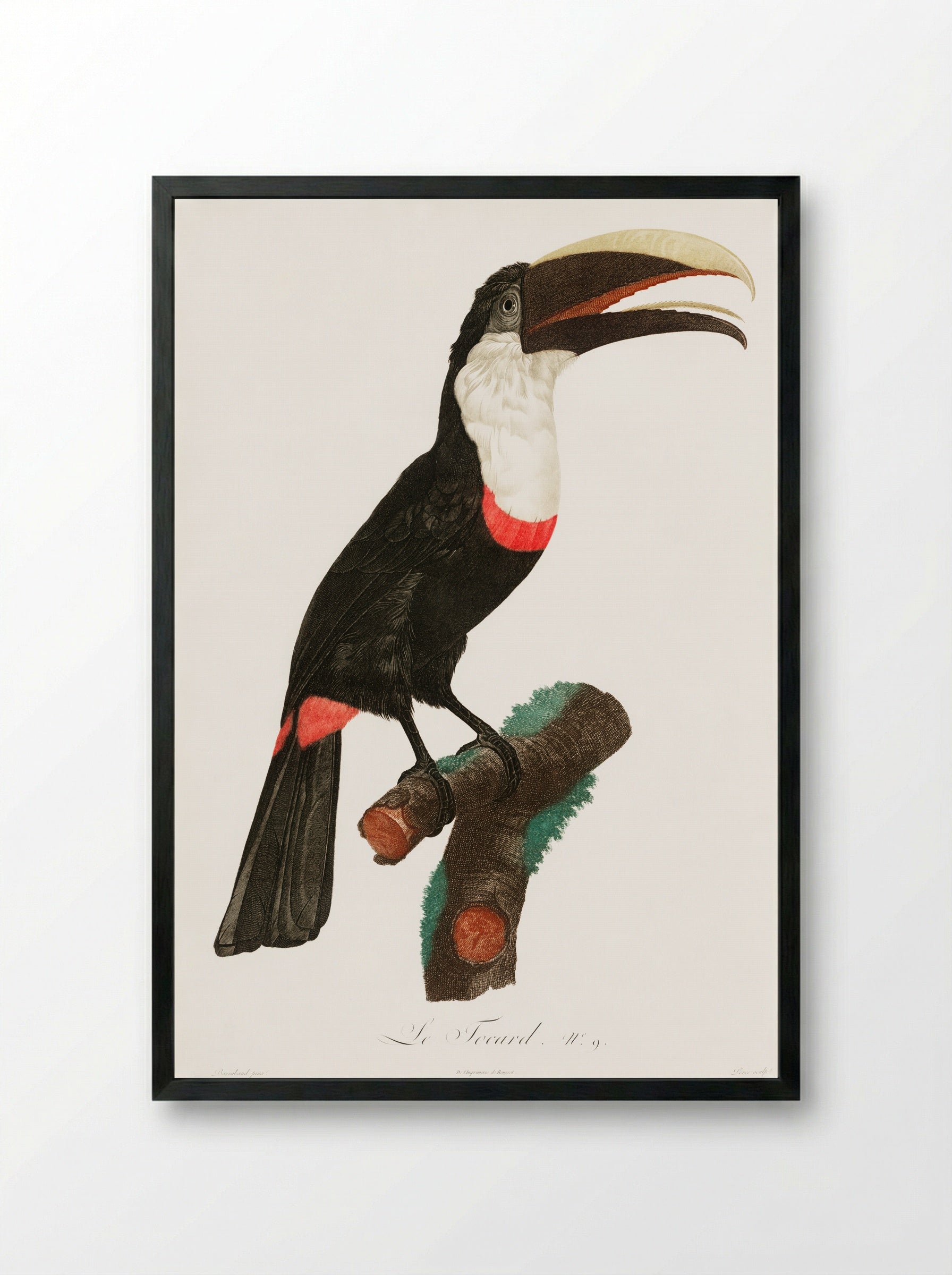 Toco Toucan - Jacques Barraband - Framed Print Black