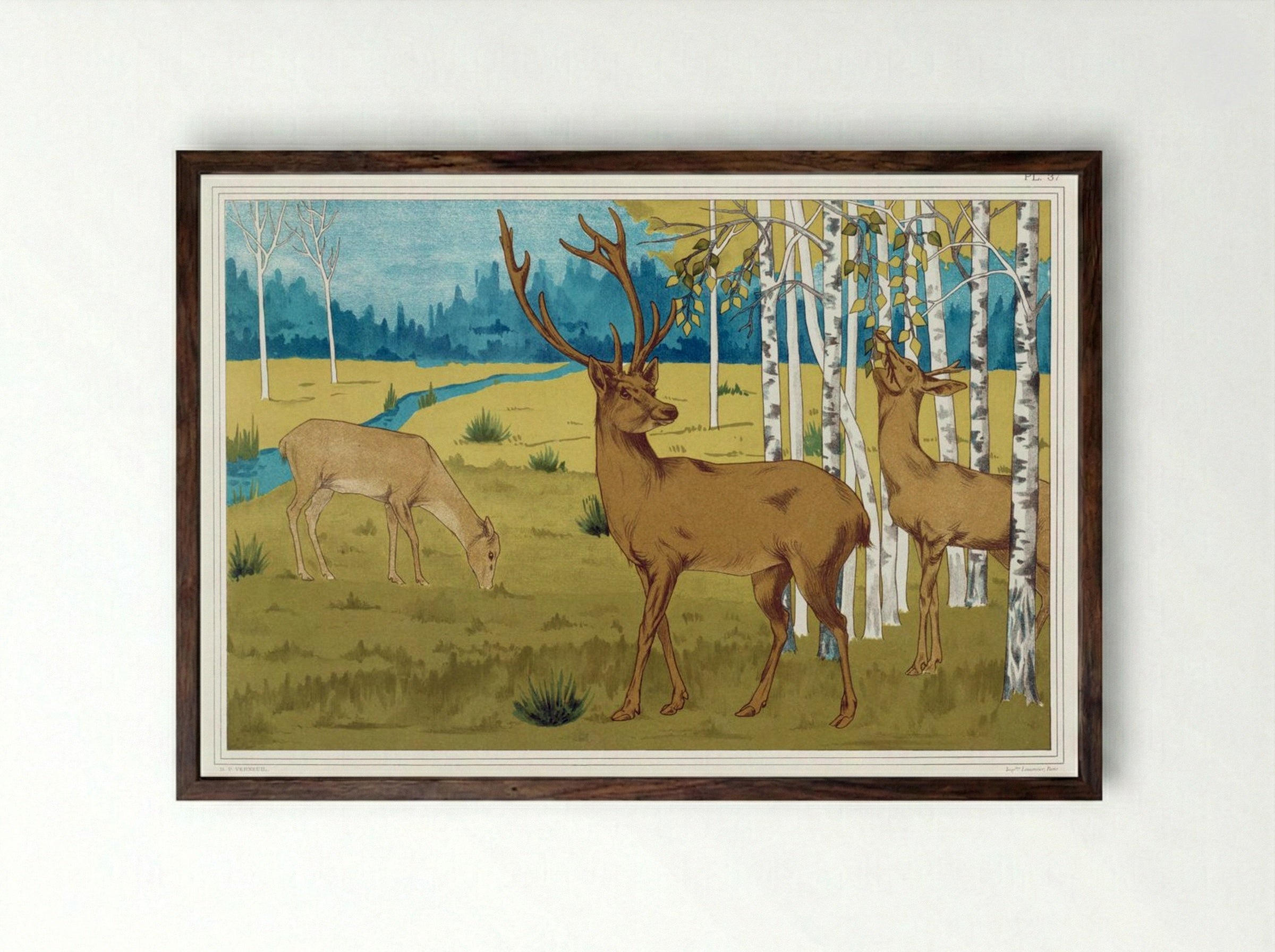 Cerfs (Deer) from L'animal dans la décoration - Maurice Pillard Verneuil - Framed Print Dark Wood