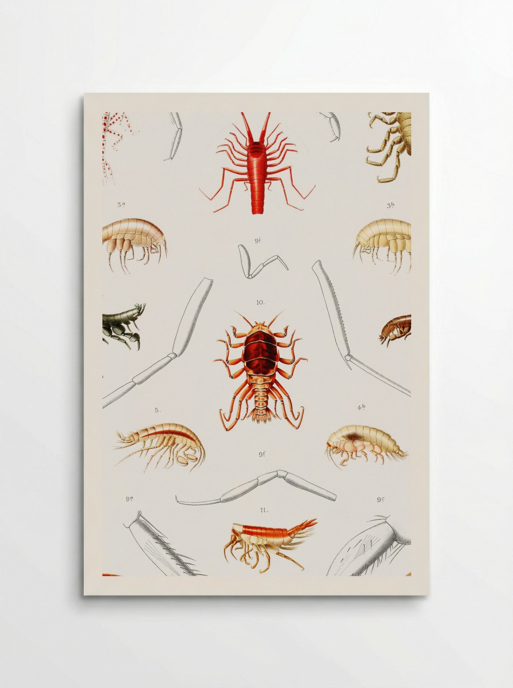 Amphipods of the North Atlantic - Albert I of Monaco - Poster