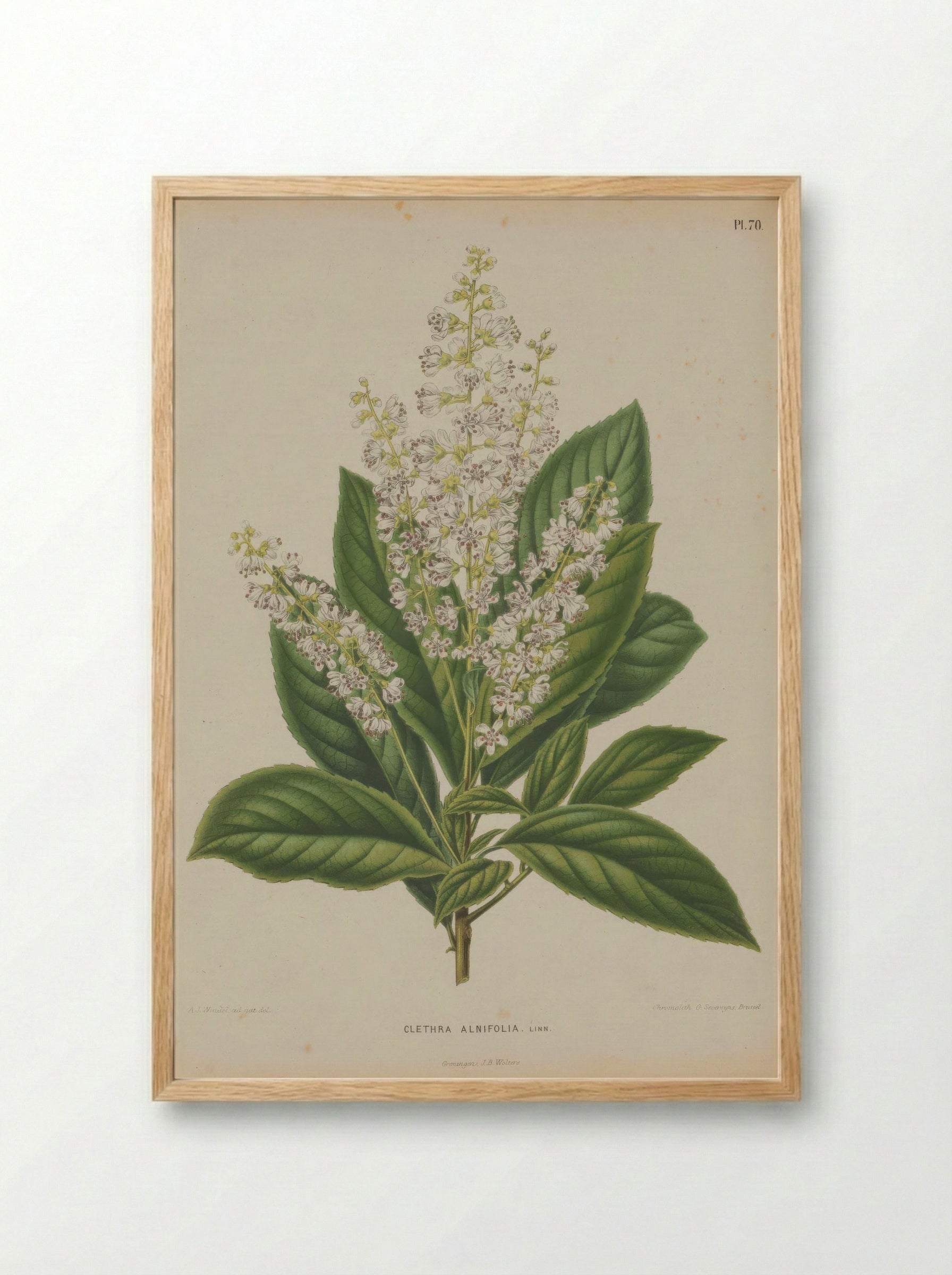Clethra Alnifolia L. - A. J. Wendel - Framed Print Wood
