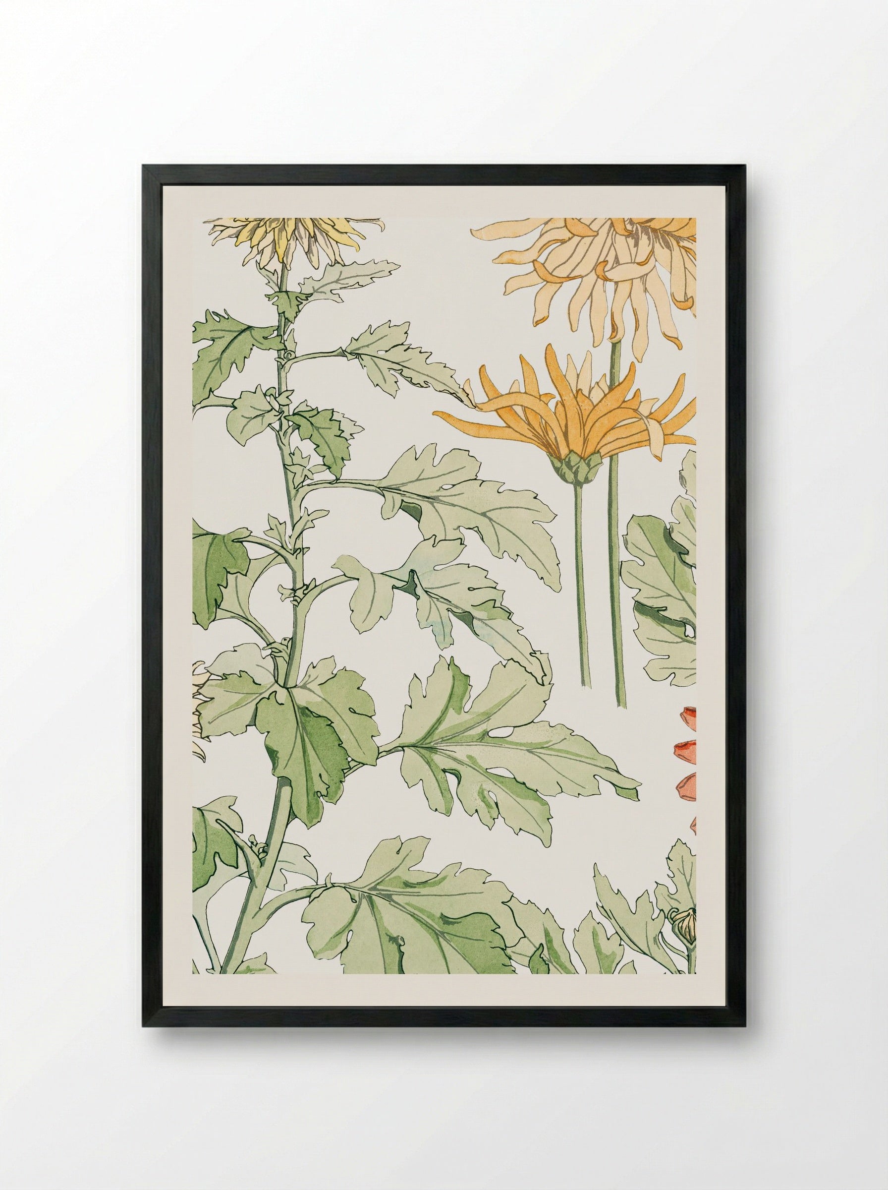 Chrysanthème (Chrysanthemum) - Maurice Pillard Verneuil - Framed Print Black