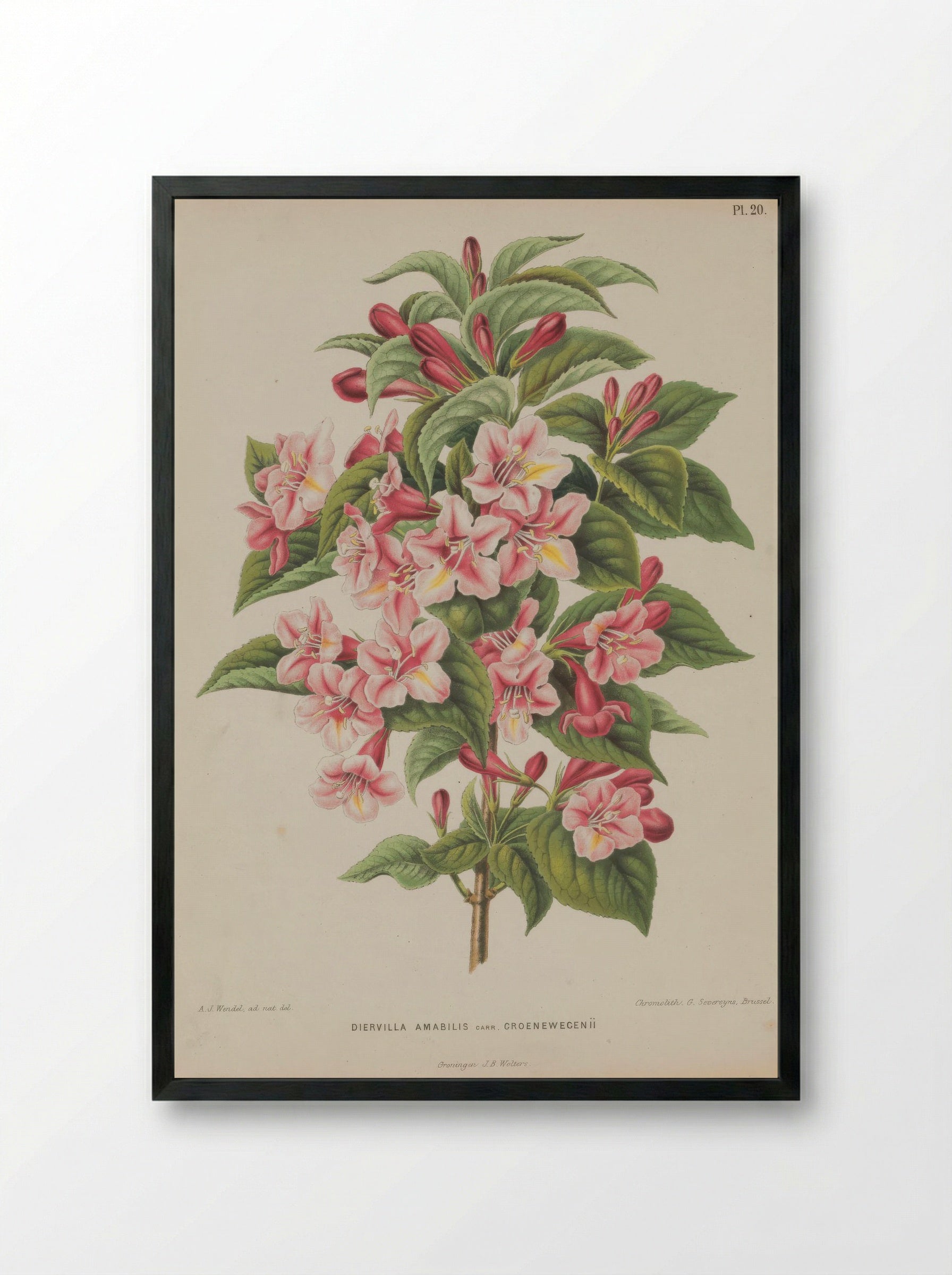 Diervilla Amabilis Carri Re - A. J. Wendel - Framed Print Black