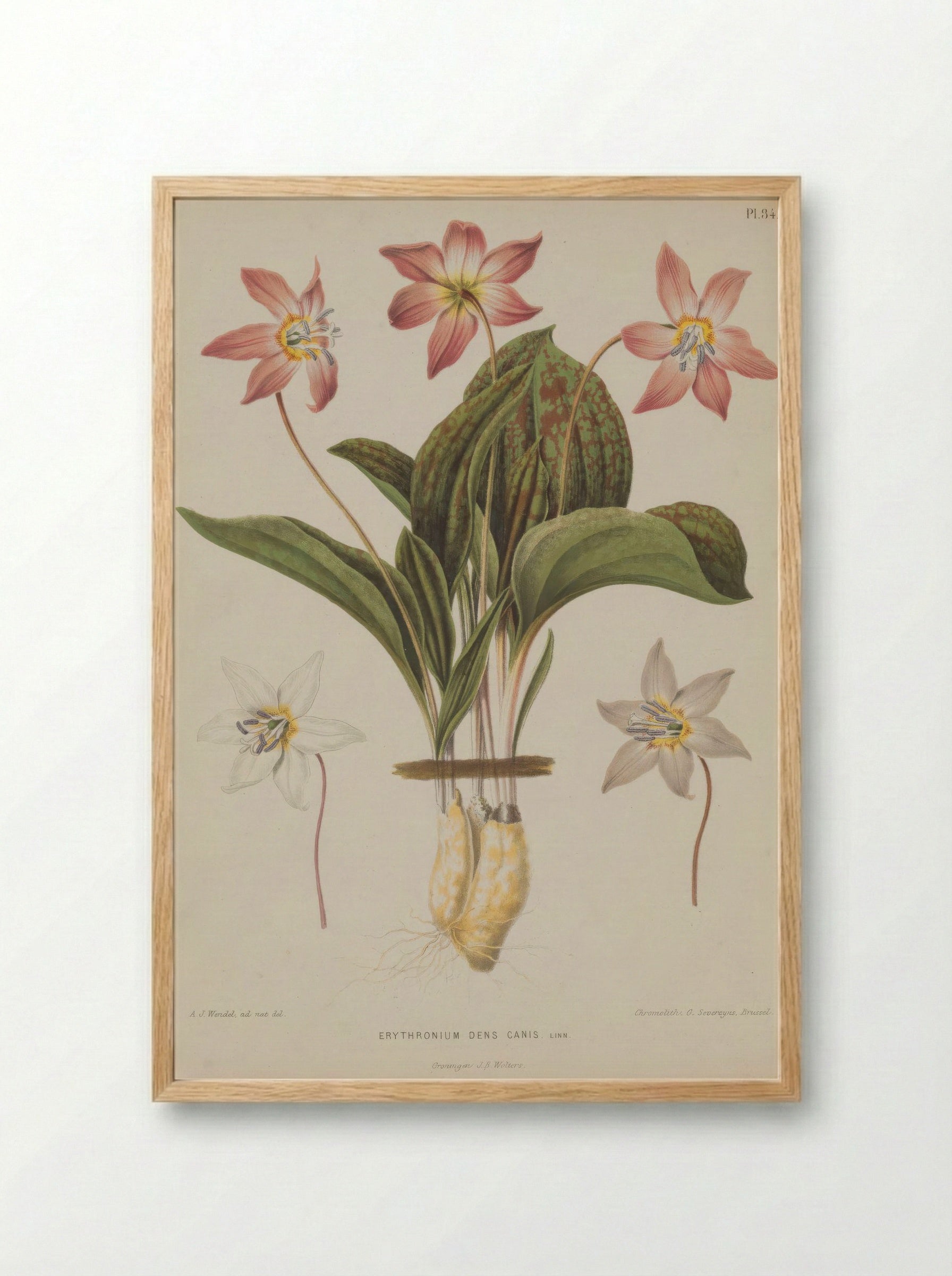Erythronium Dens Canis L. - A. J. Wendel - Framed Print Wood